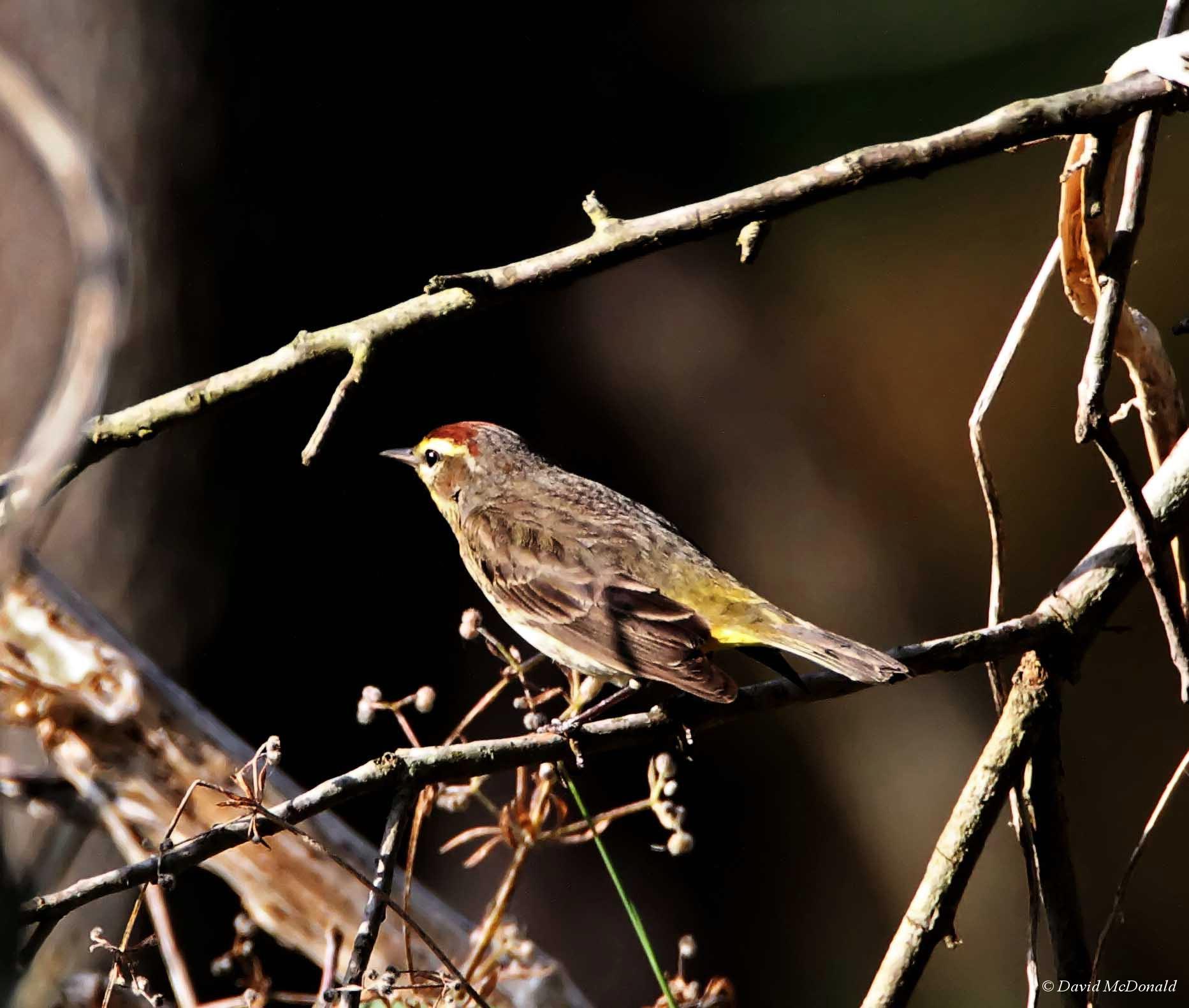 Palm Warbler_5986.jpg