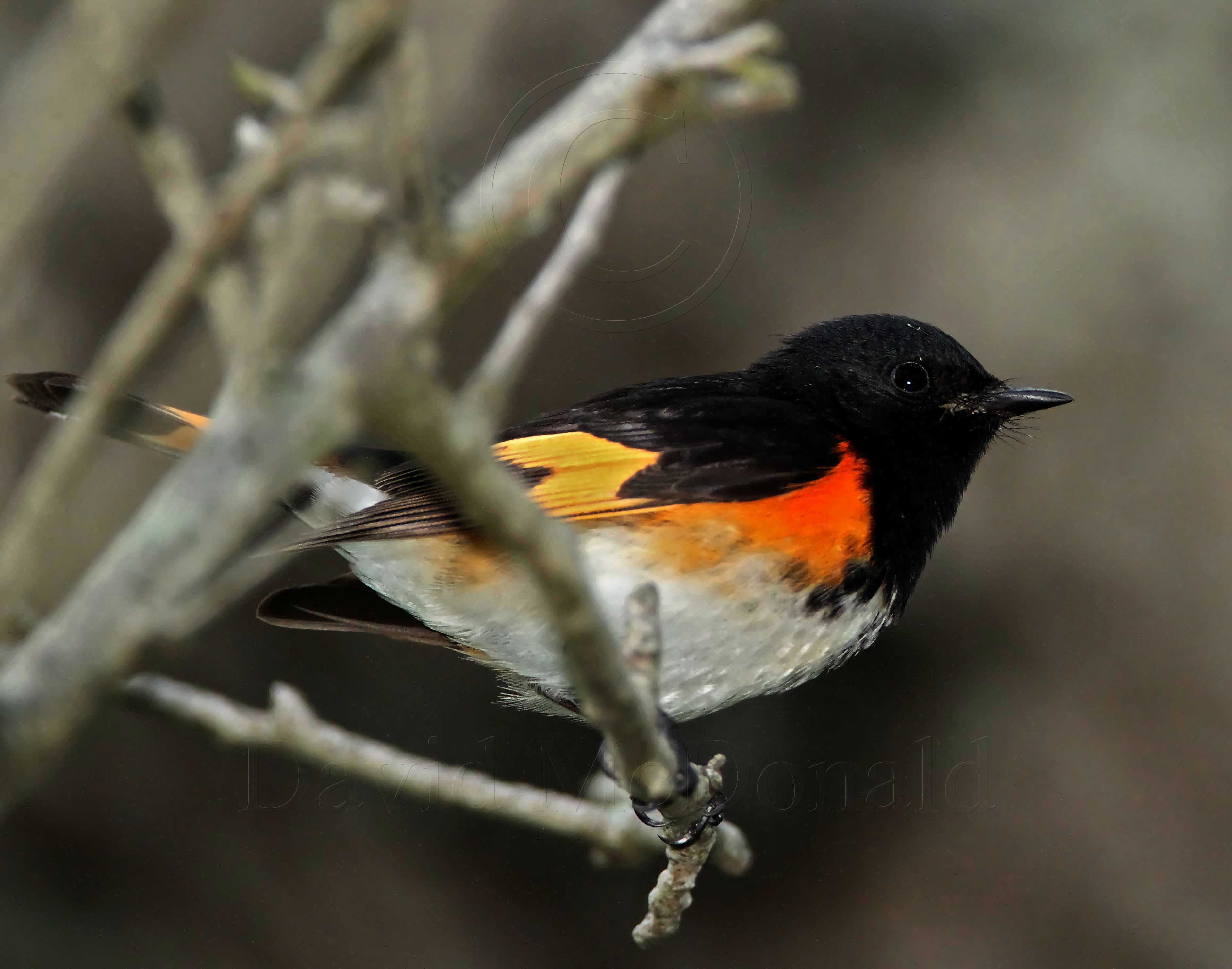 American Redstart  male_6139.jpg