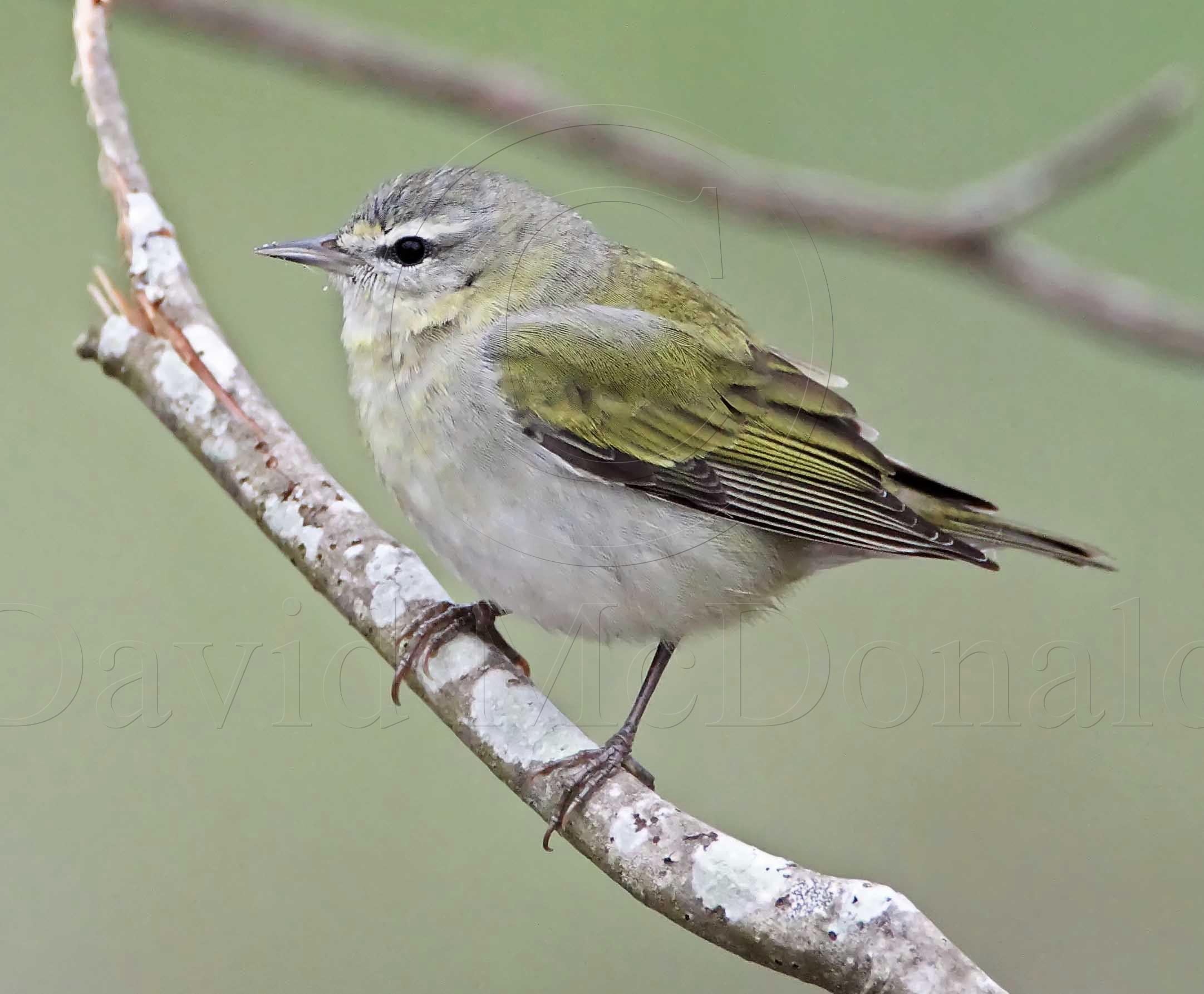 Tennessee Warbler - male_6559.jpg