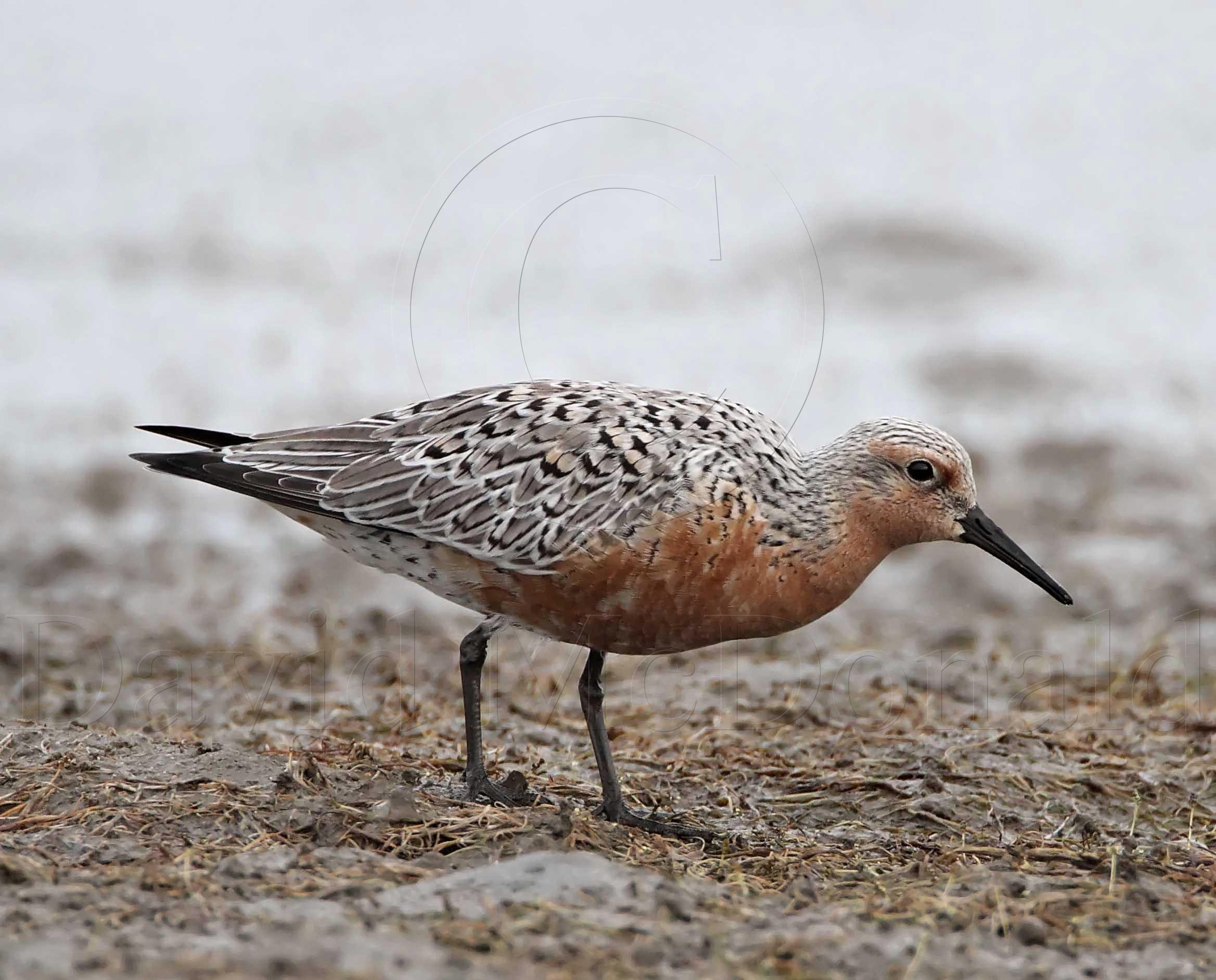 Red Knot_6236.jpg