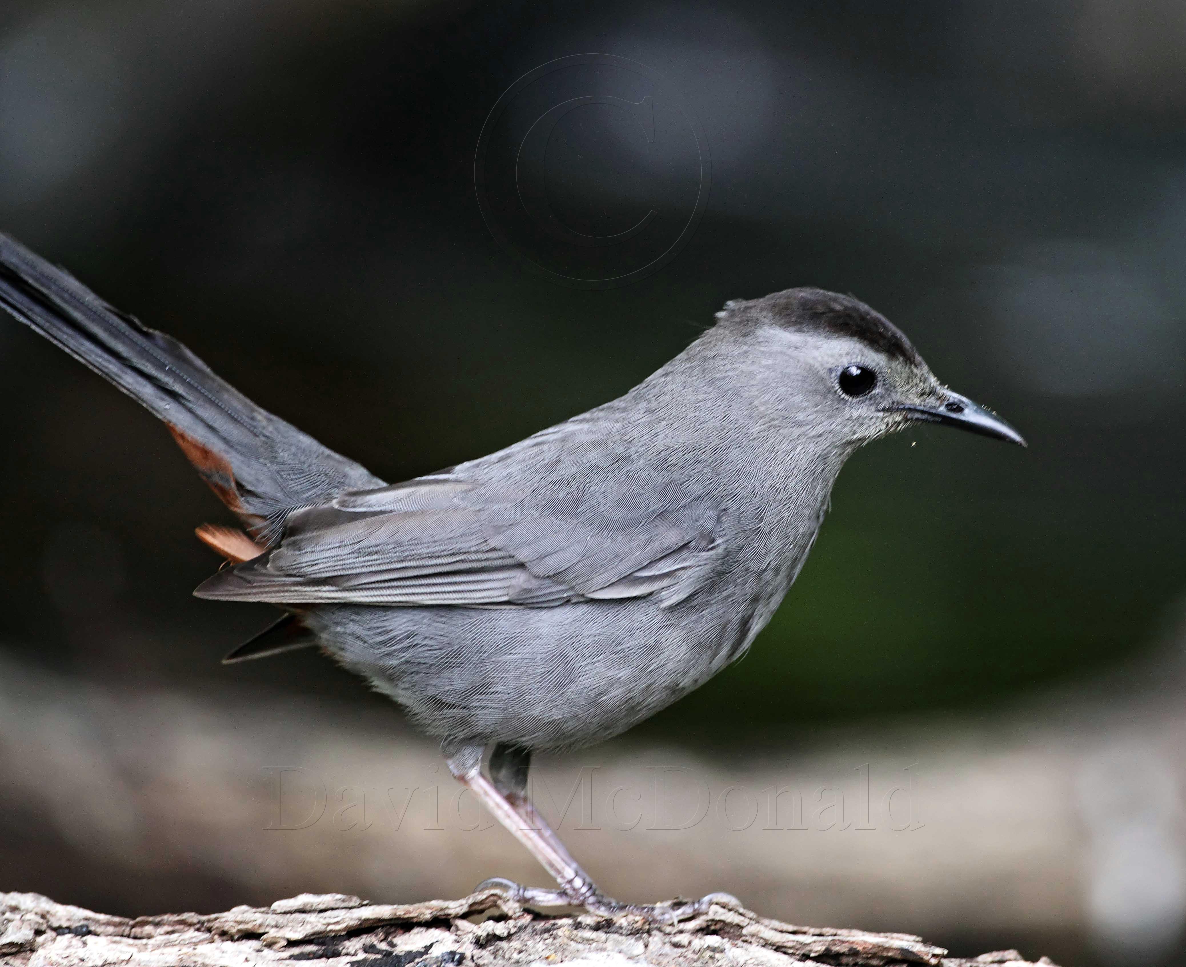 Gray Catbird_6911.jpg