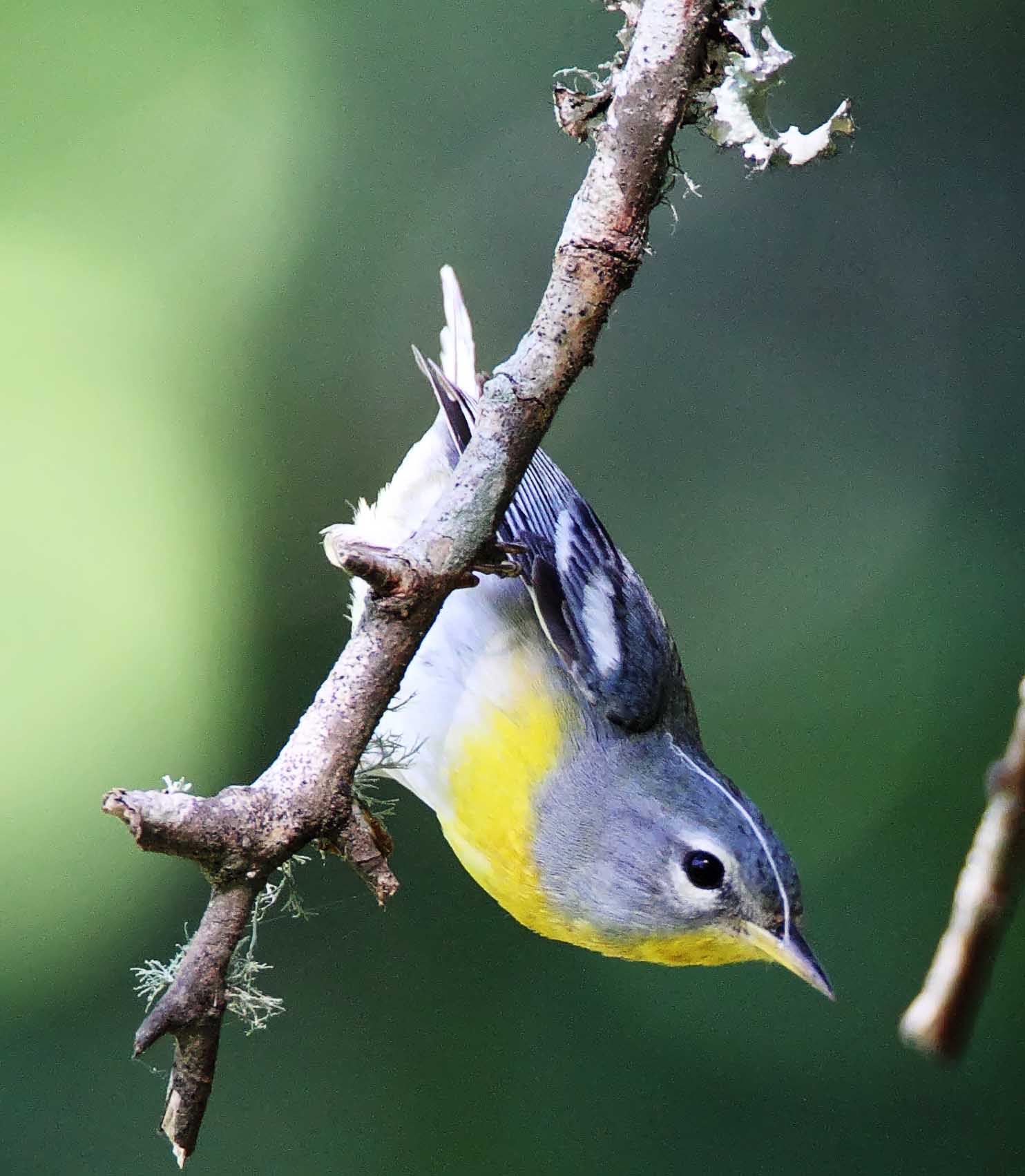 Northern Parula - 1st year female_7115.jpg