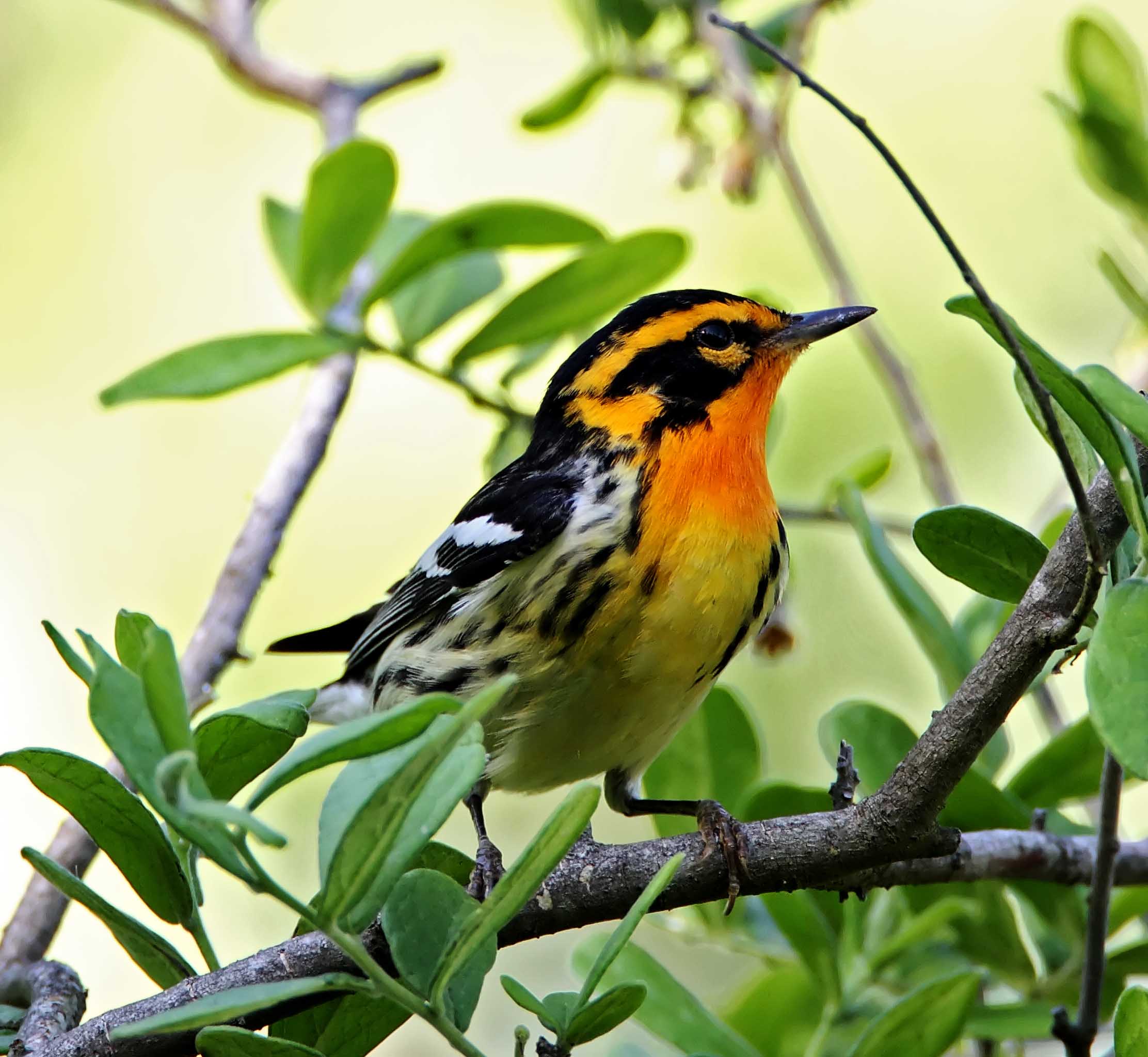 Blackburnian Warbler - male_7361.jpg