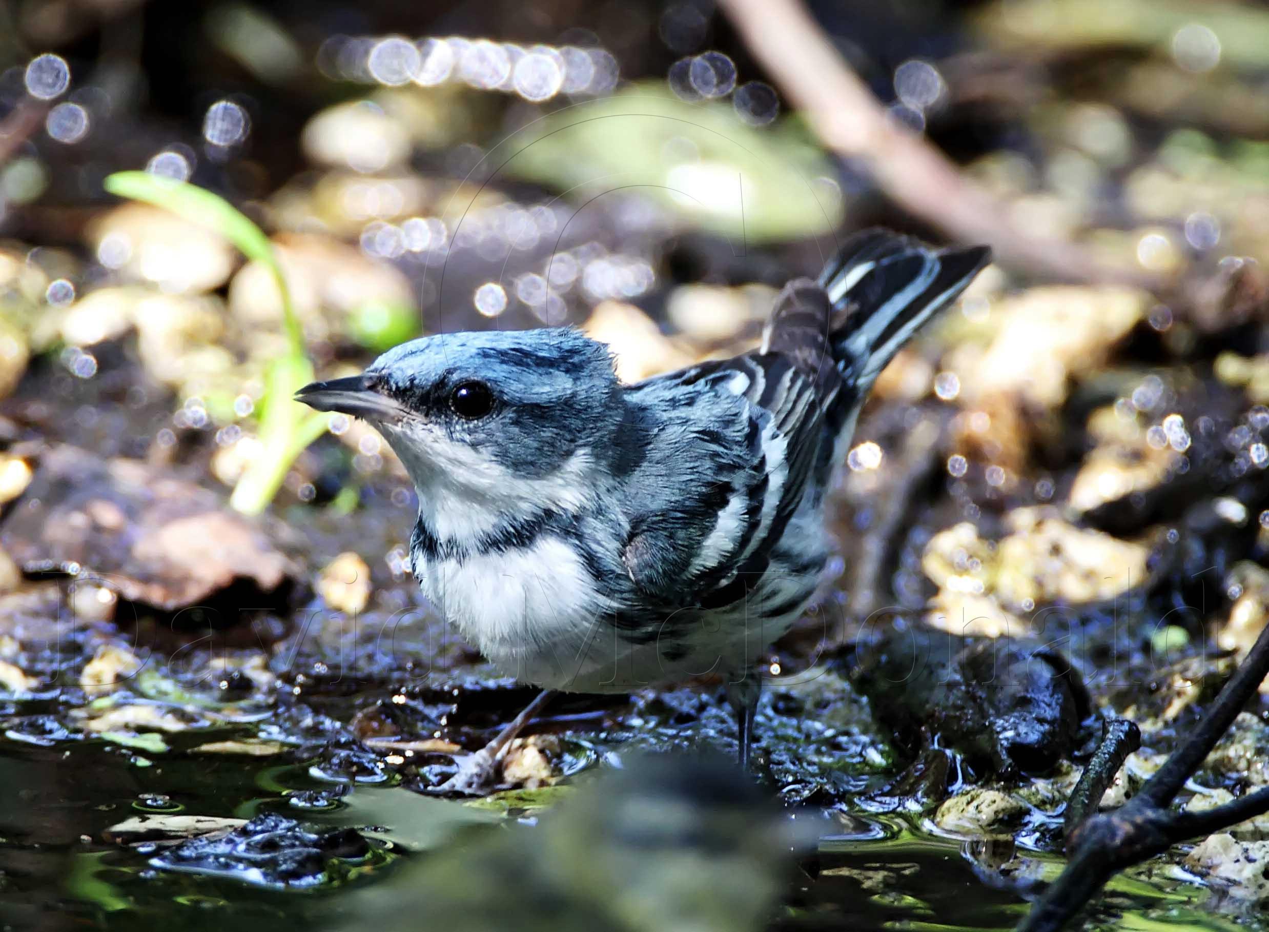 Cerulean Warbler_9140.jpg