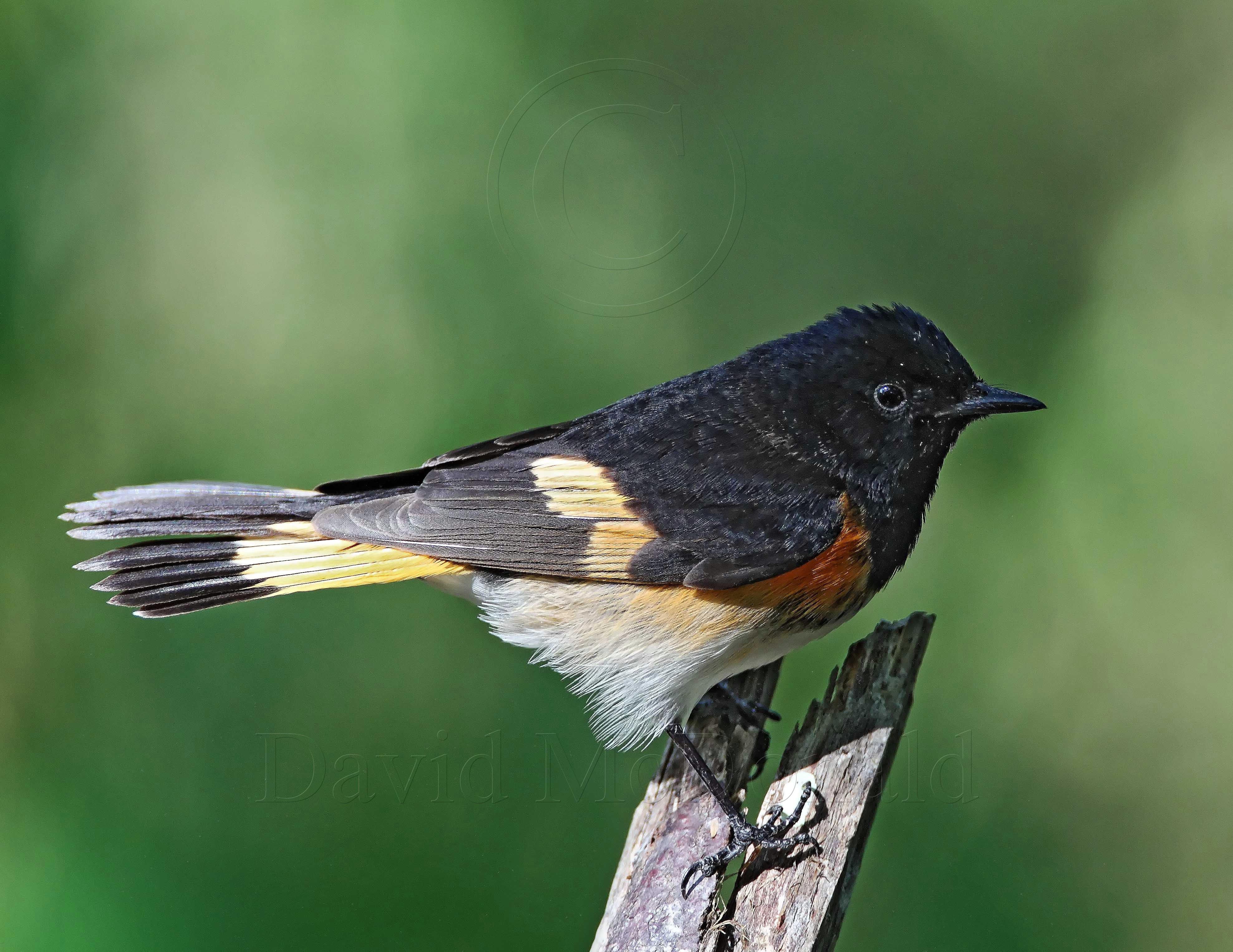 American Redstart - adult male_9278.jpg