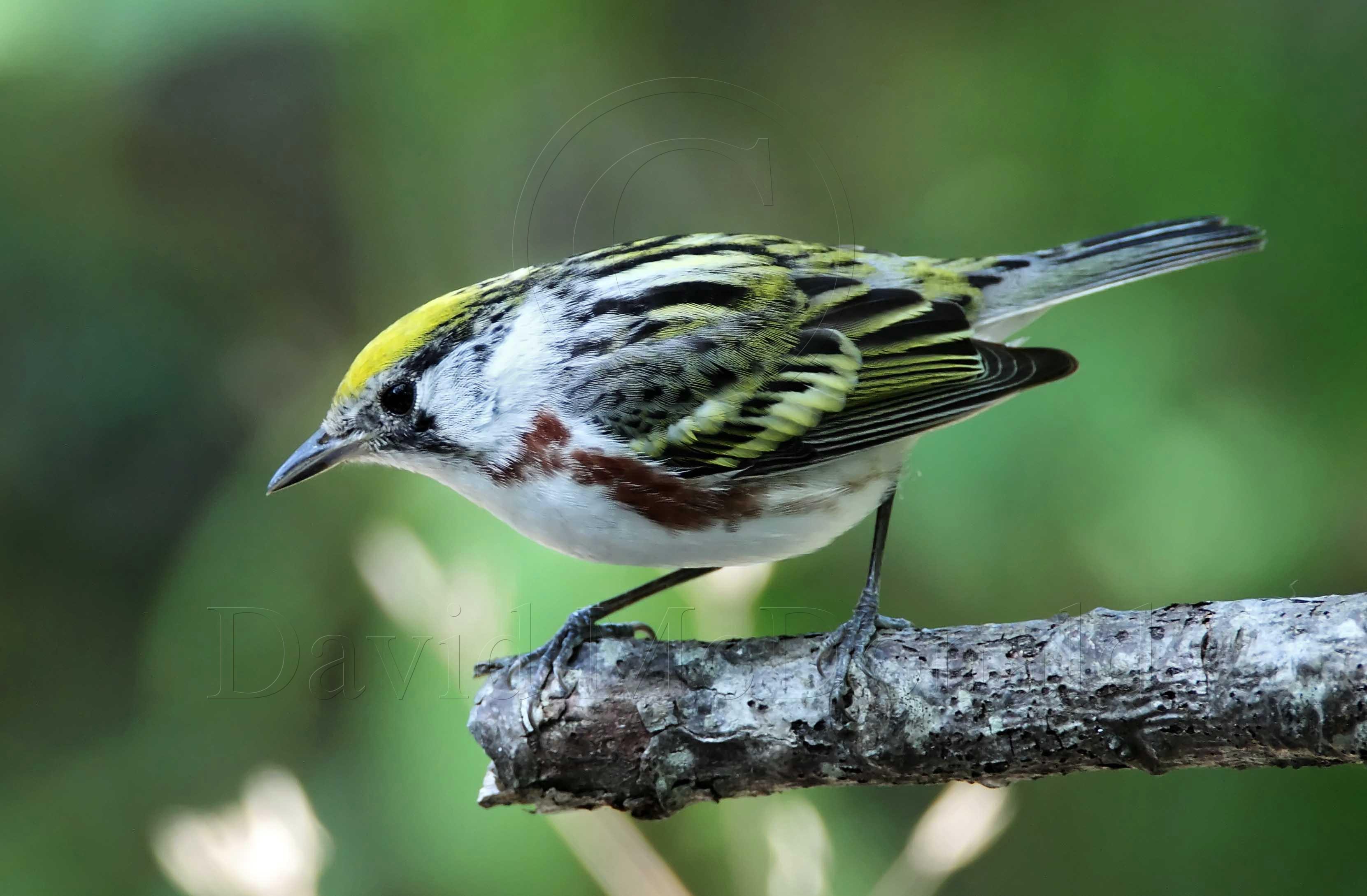 Chestnut-sided Warbler - adult female_8785.jpg