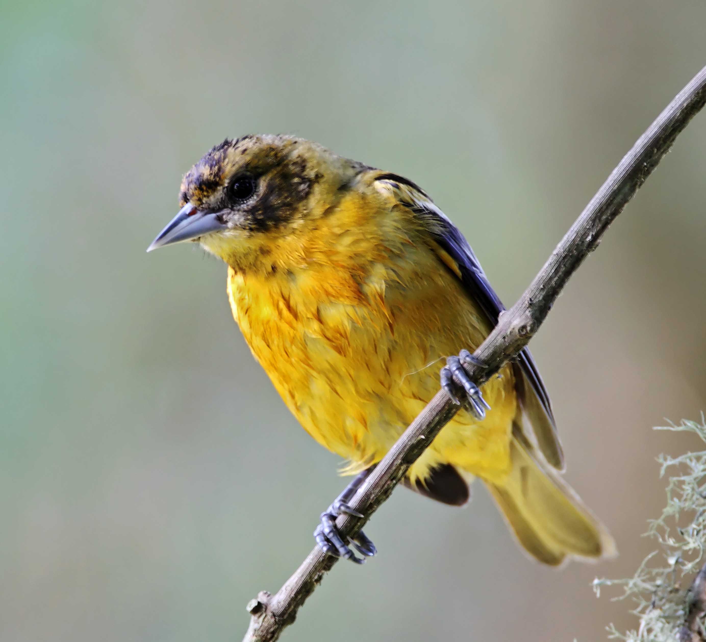 Baltimore Oriole - female_9870.jpg
