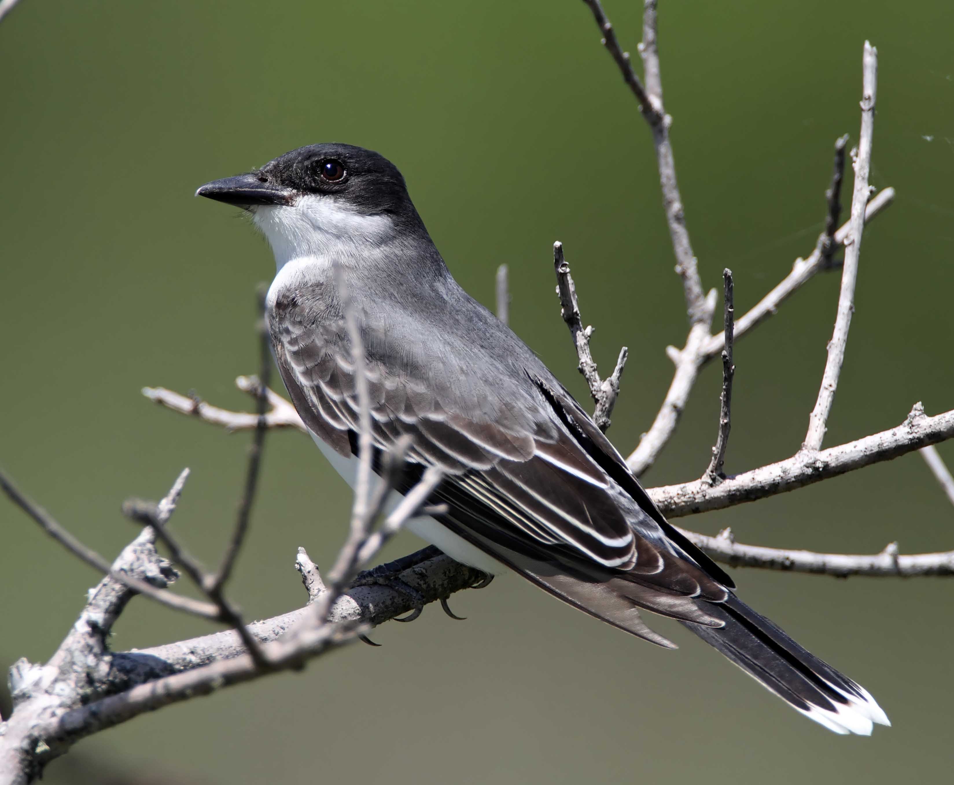 Eastern Kingbird_8491.jpg