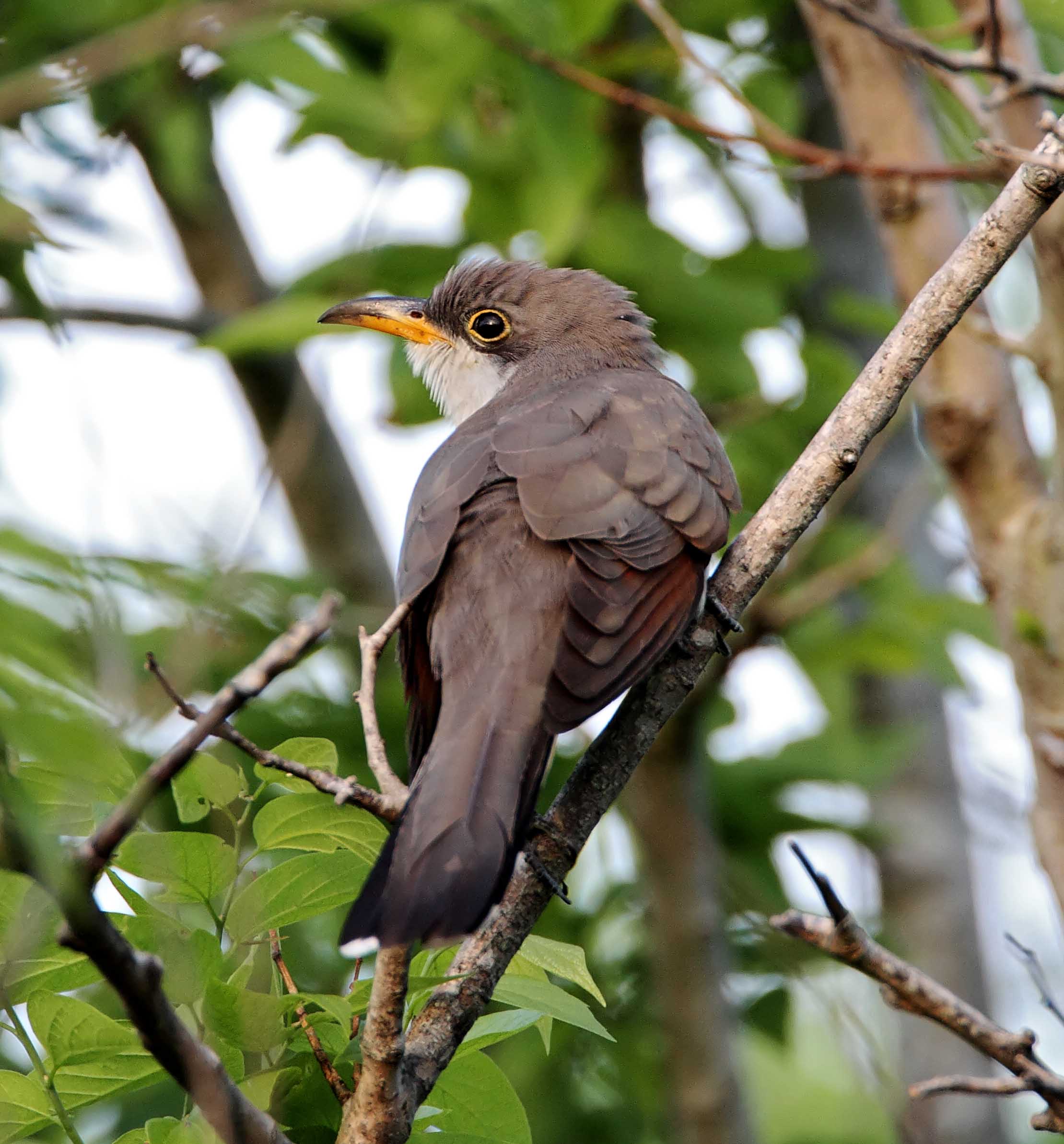 Yellow-billed Cuckoo_5477.jpg