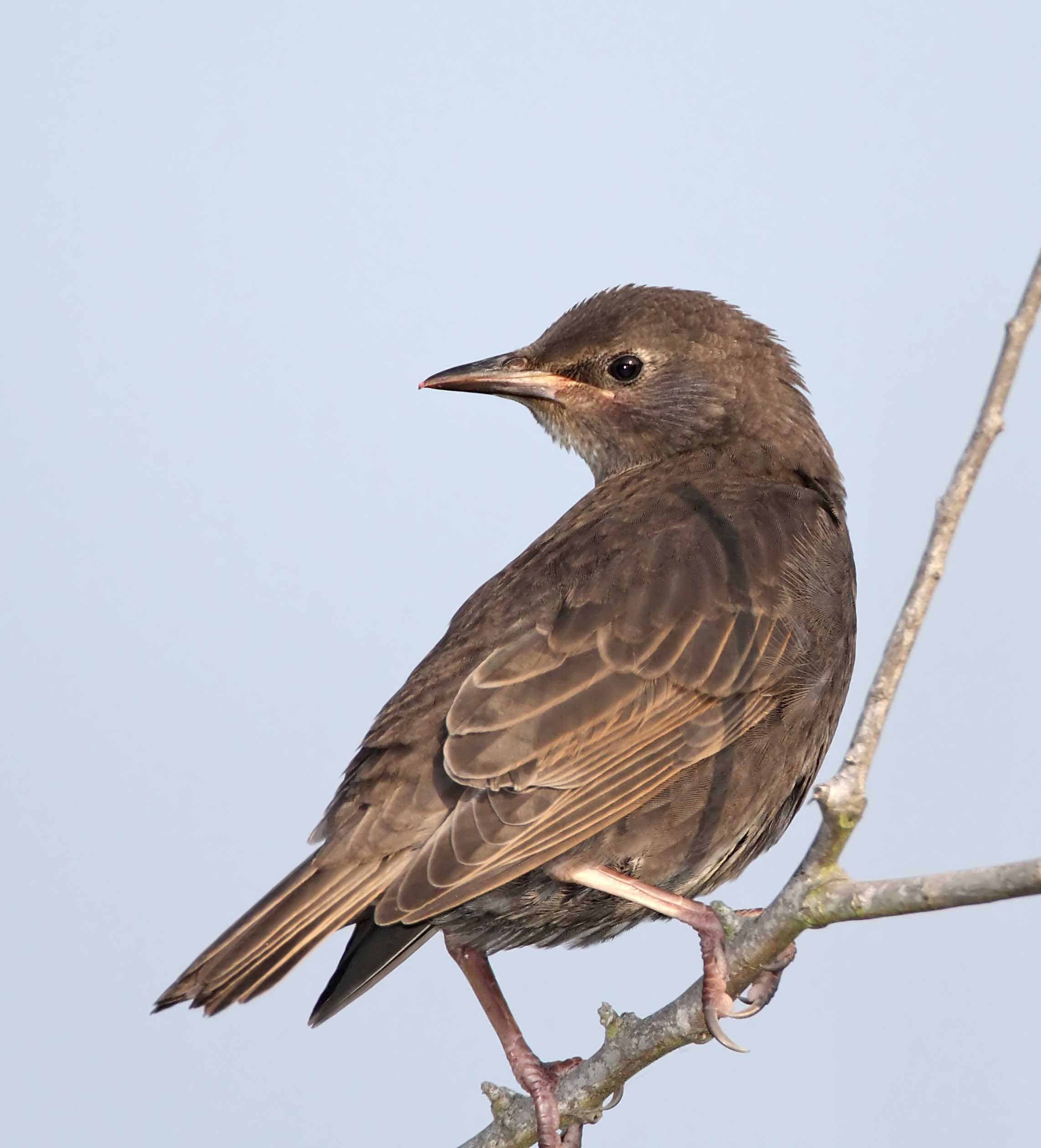 Quiz Bird_0180.jpg