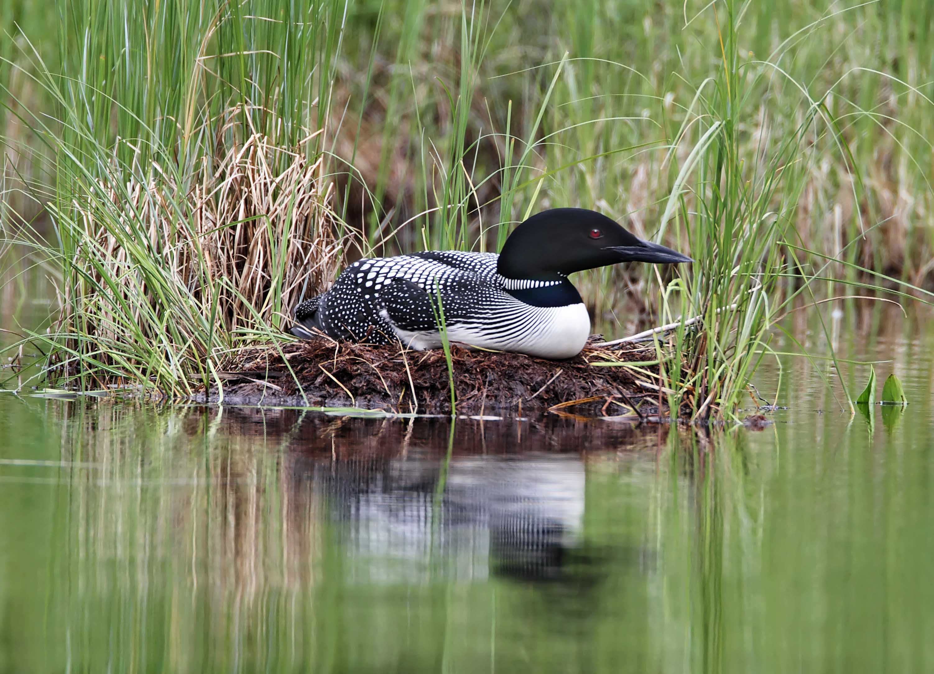 Common Loon on Nest_7646.jpg