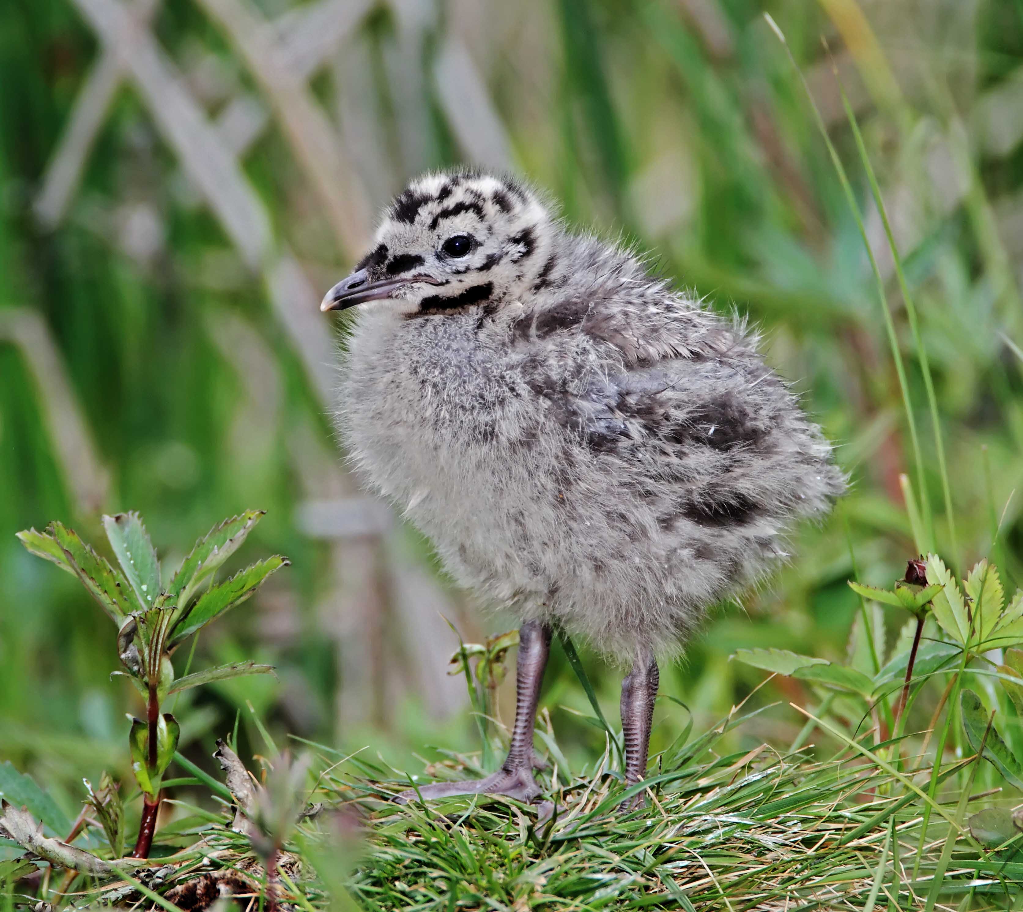 Mew Gull -  chick_7863.jpg