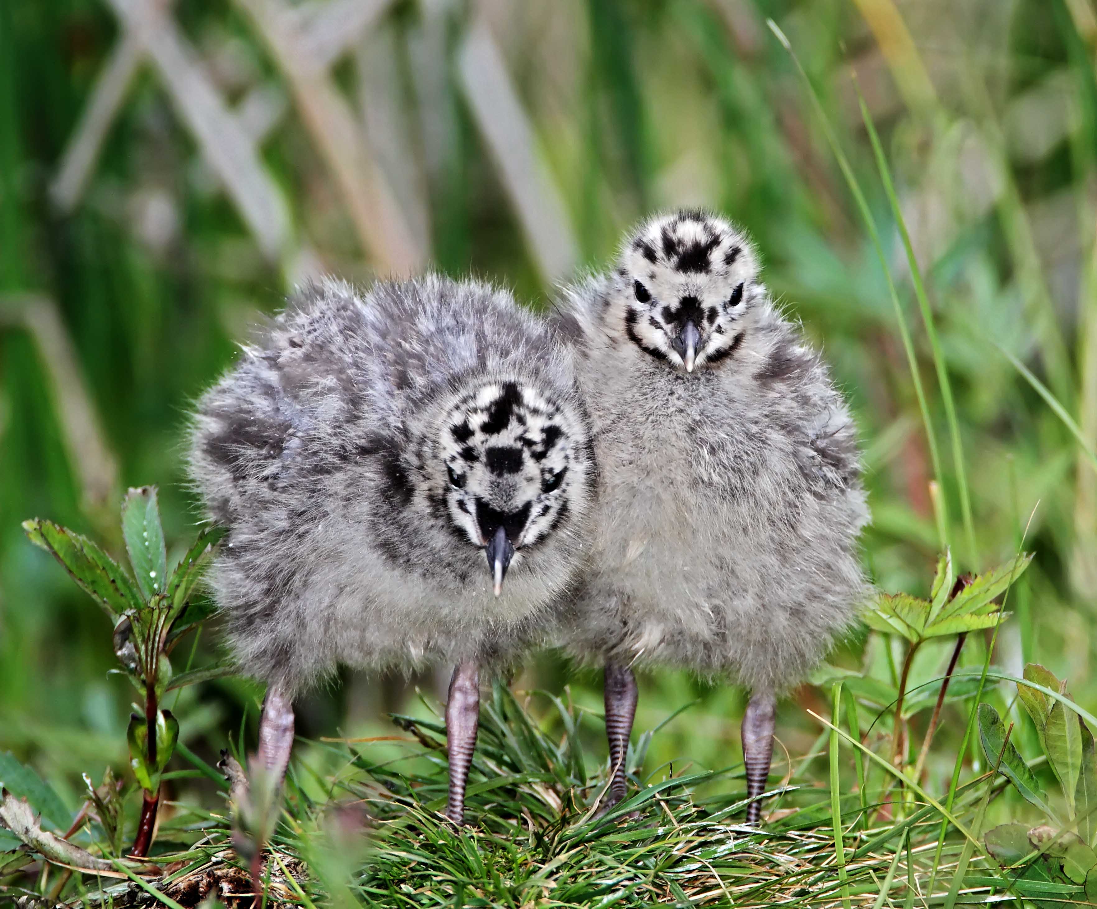 Mew Gull -  chicks_7854.jpg
