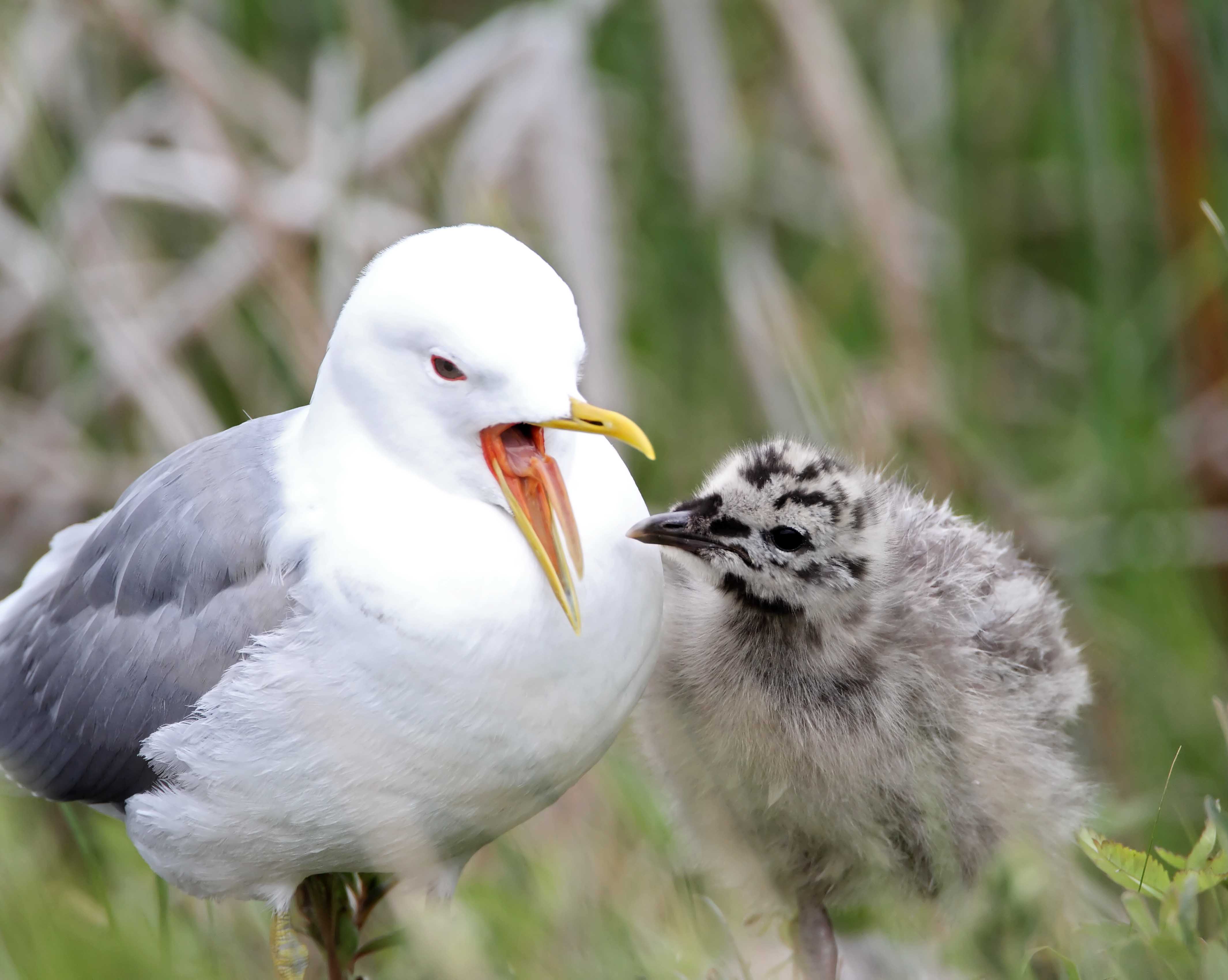 Mew Gull -  adult  & chick_7852.jpg