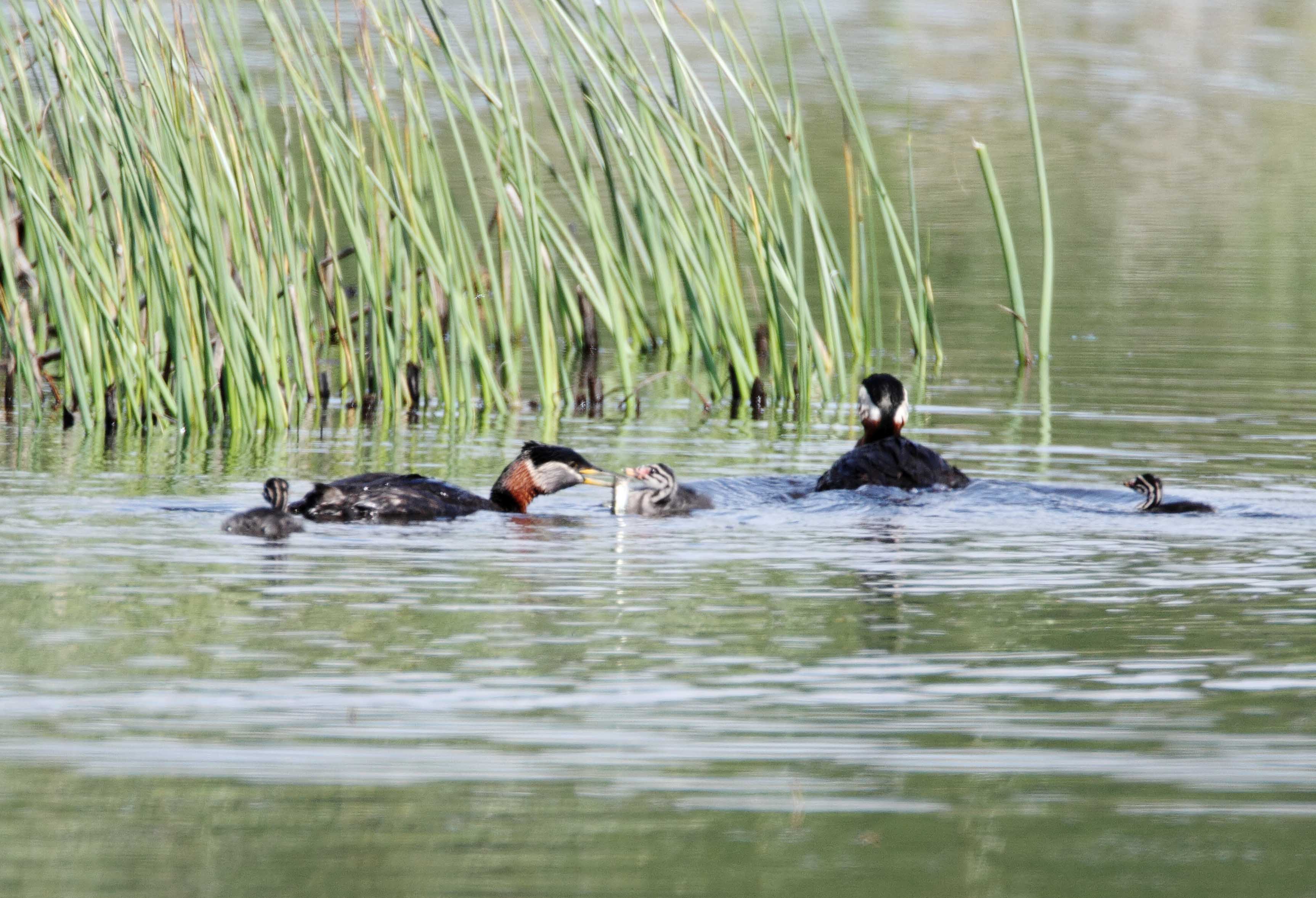 Red-necked Grebe with babies_5453.jpg