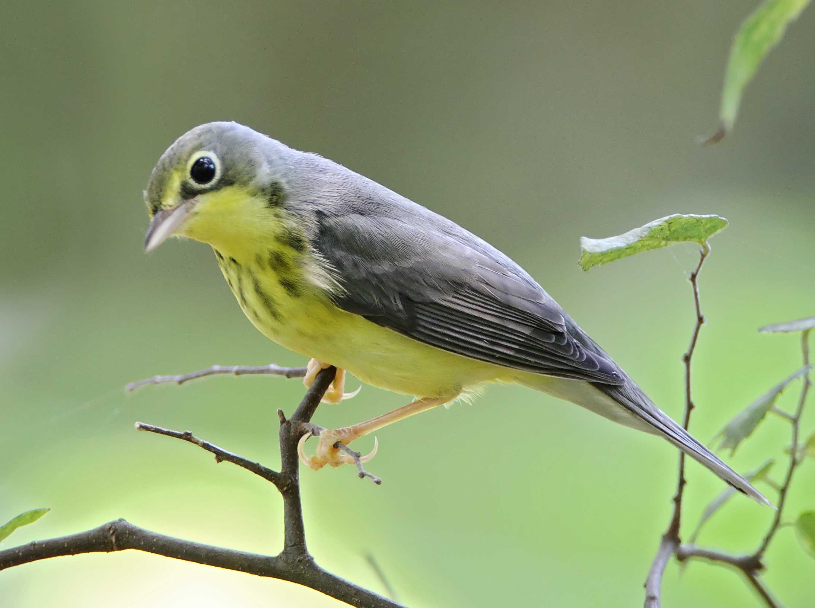 Canada Warbler - adult female_8363.jpg