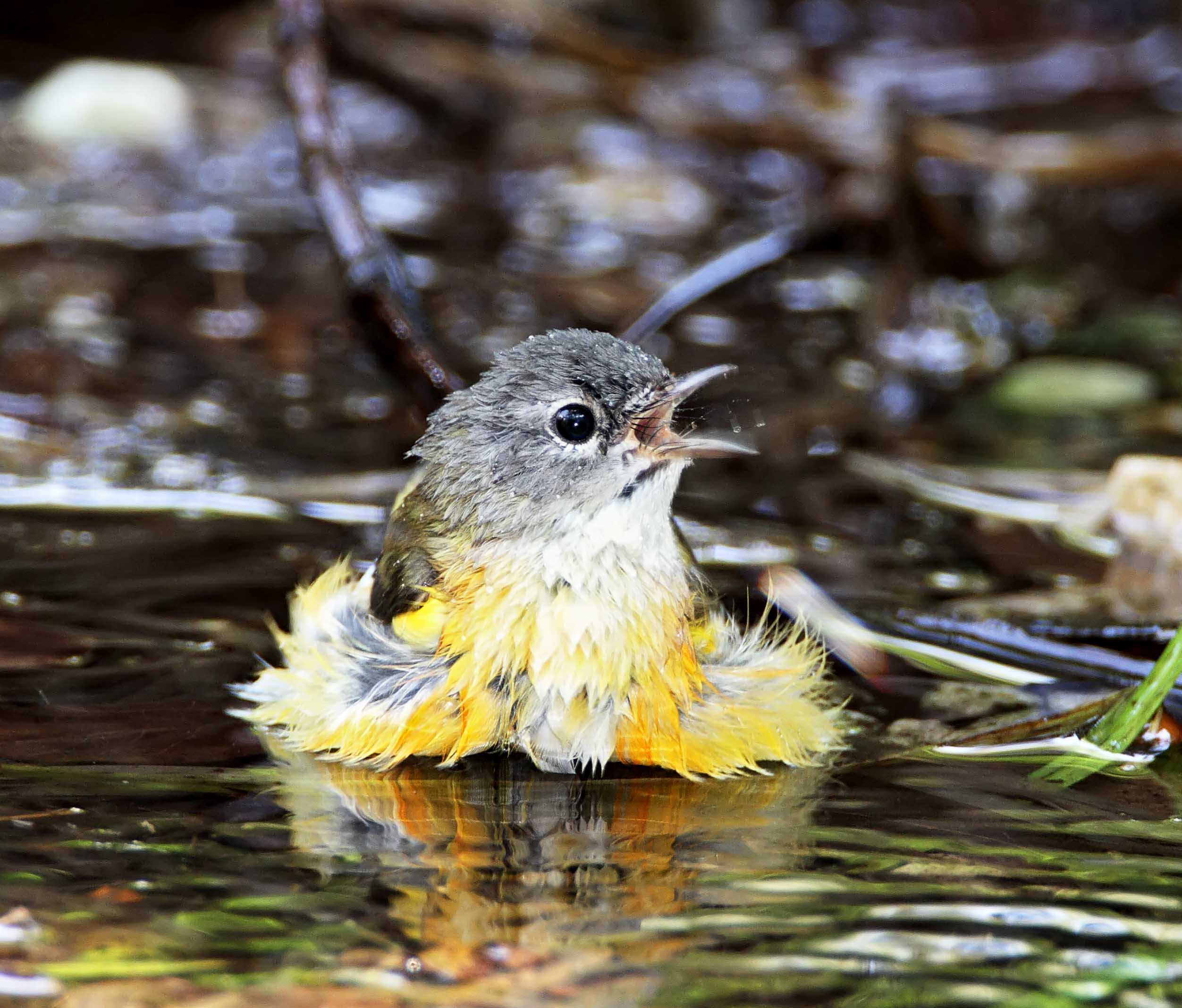 American Redstart - juvenile male_8452.jpg