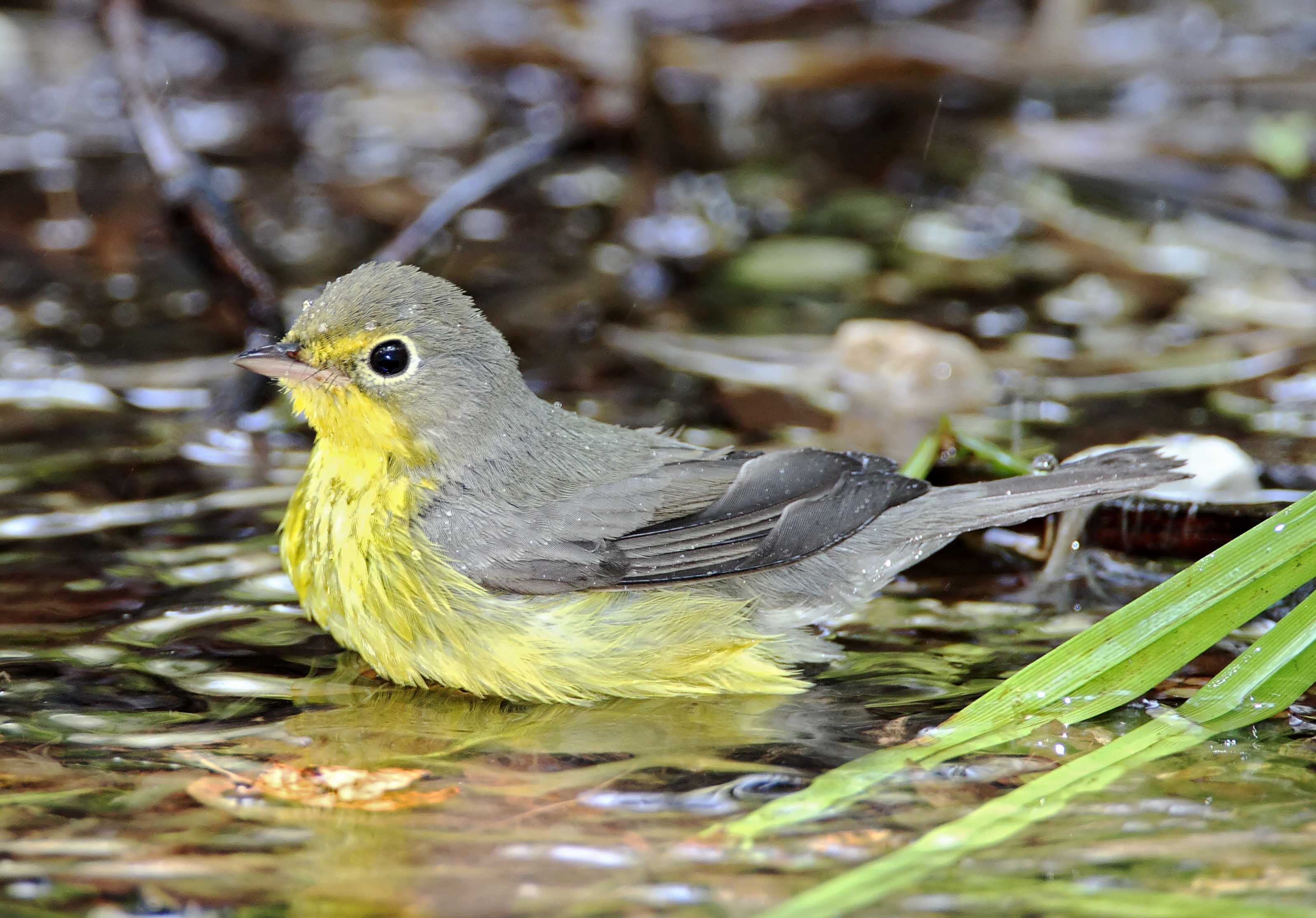 Canada Warbler - female_8494.jpg
