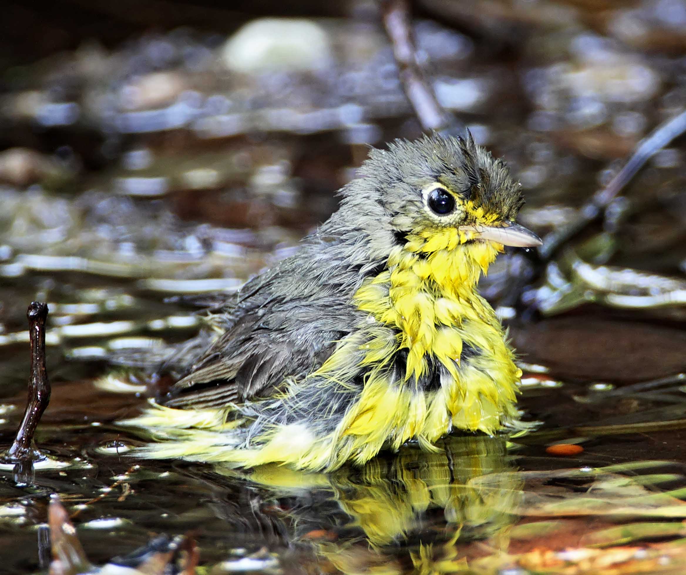 Canada Warbler - female_8516.jpg