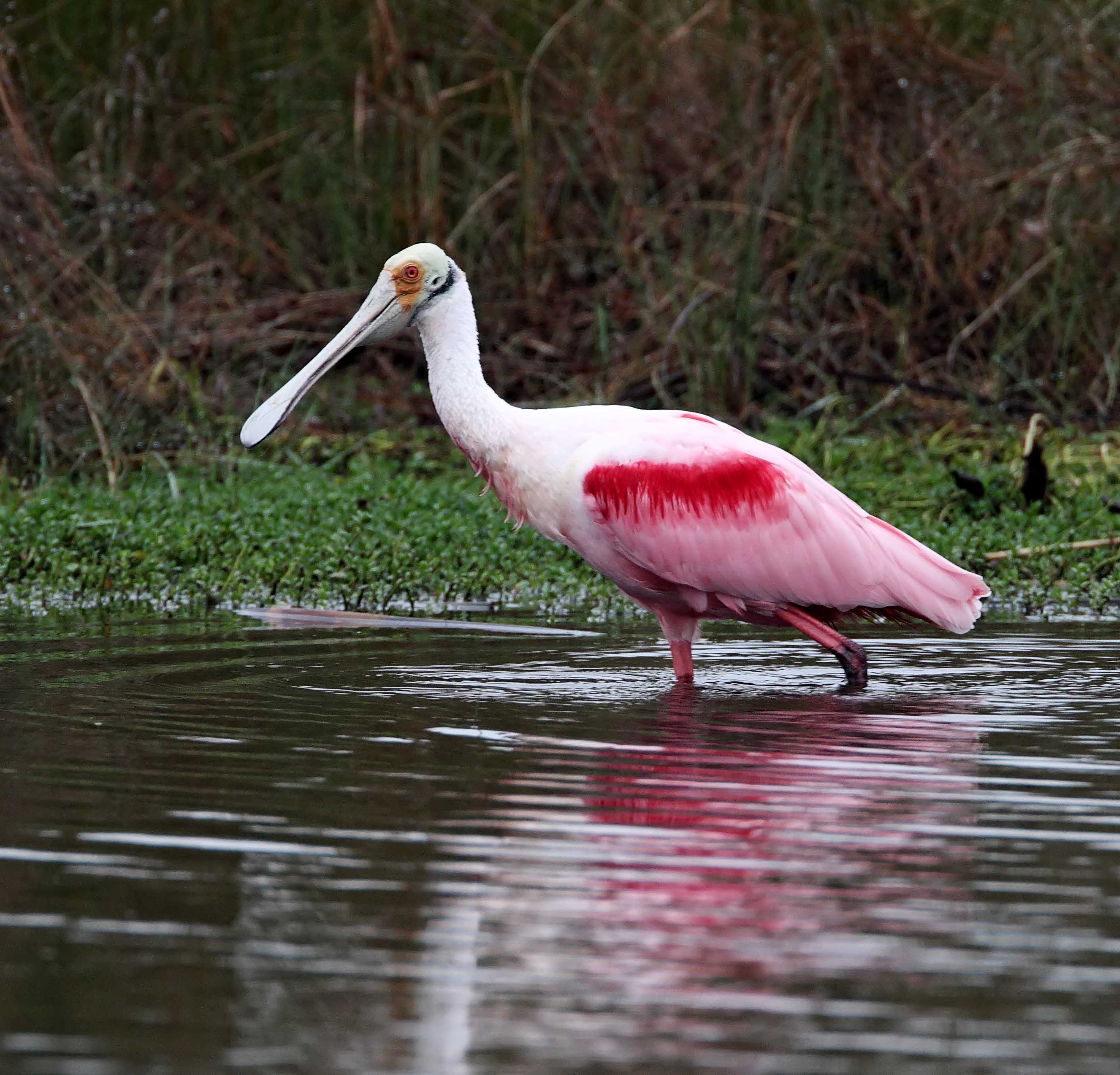 Roseate Spoonbill - adult_5050.jpg