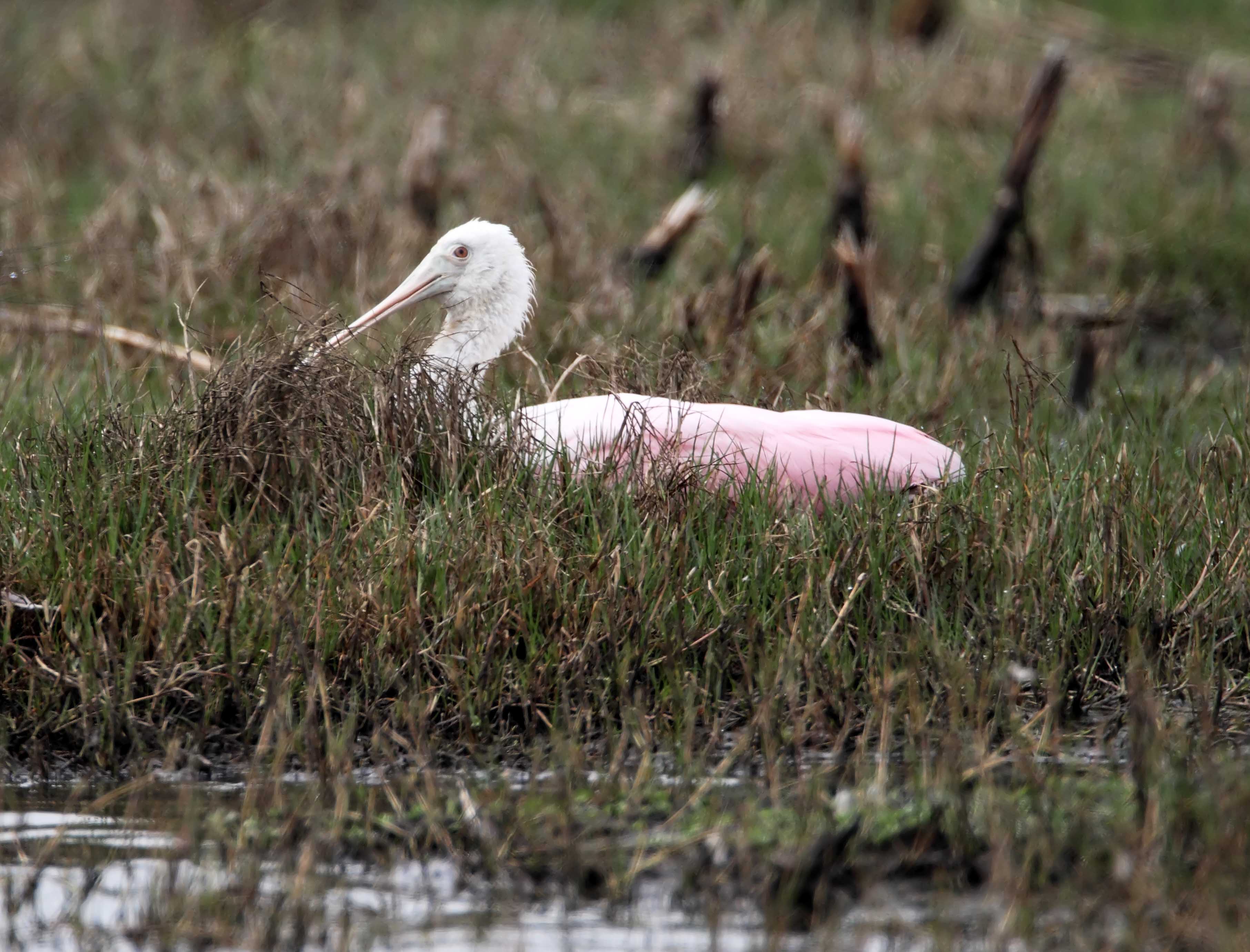 Roseate Spoonbill - 2nd year_5124.jpg