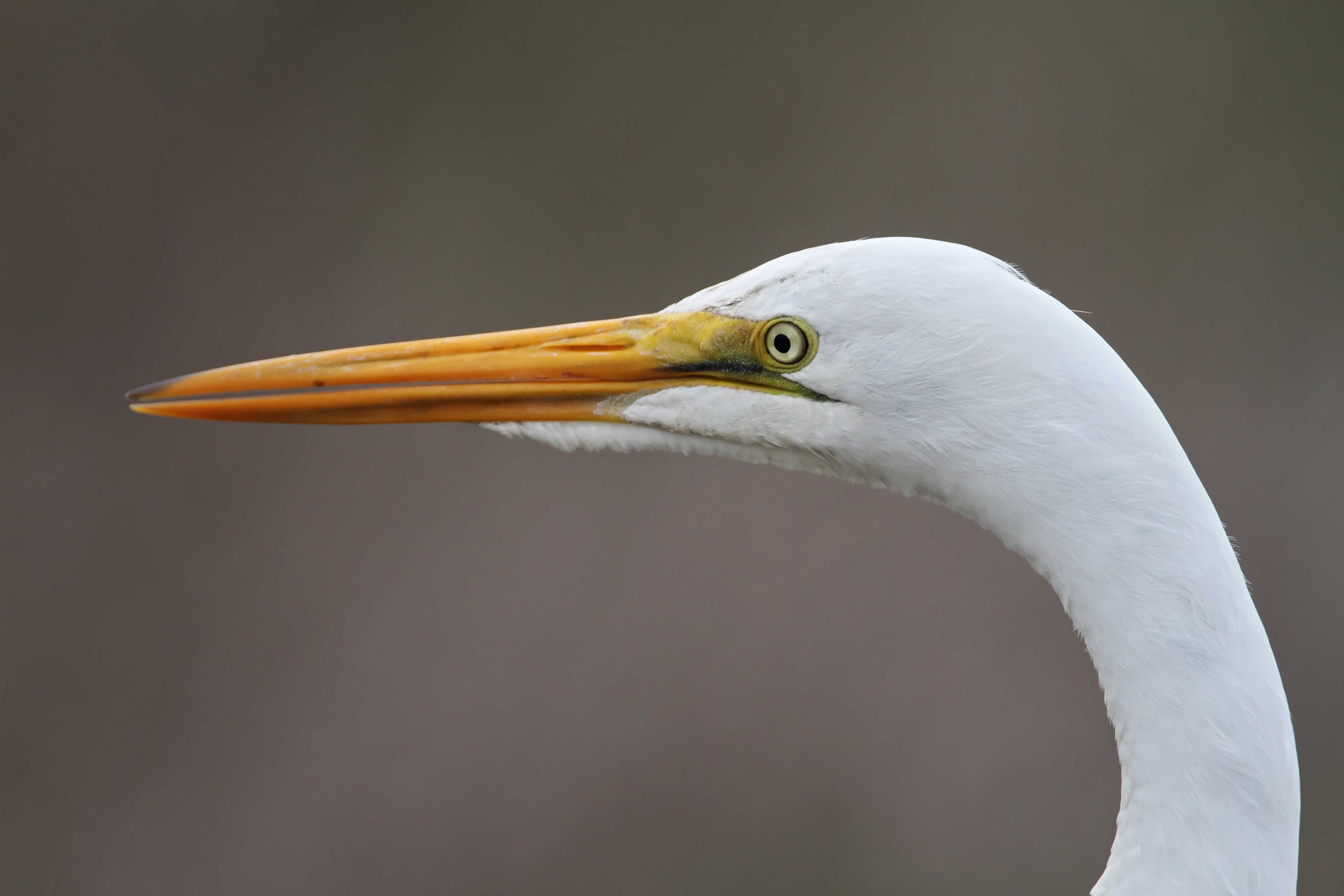 Great Egret_5130.jpg