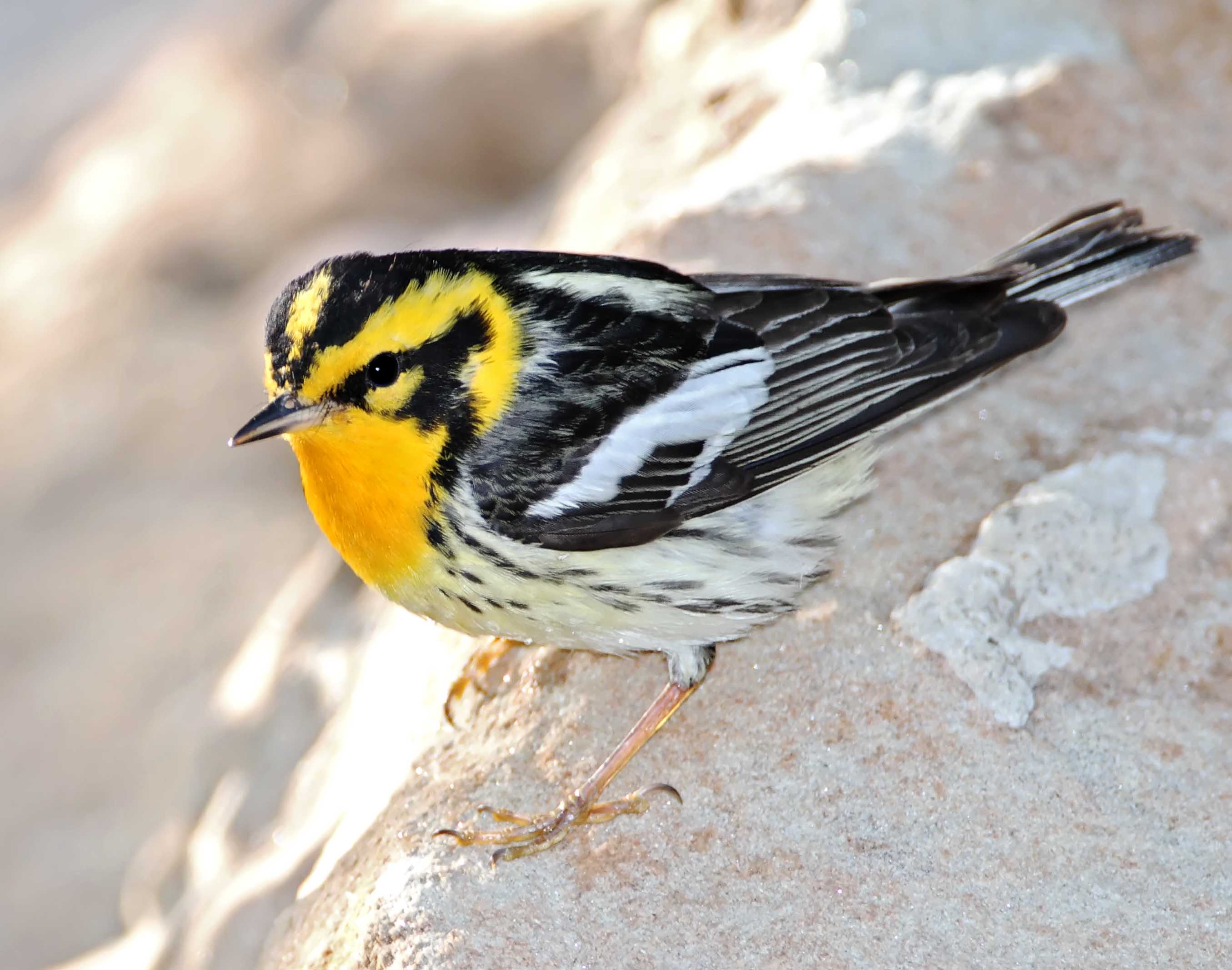 Blackburnian Warbler - male_7436.jpg