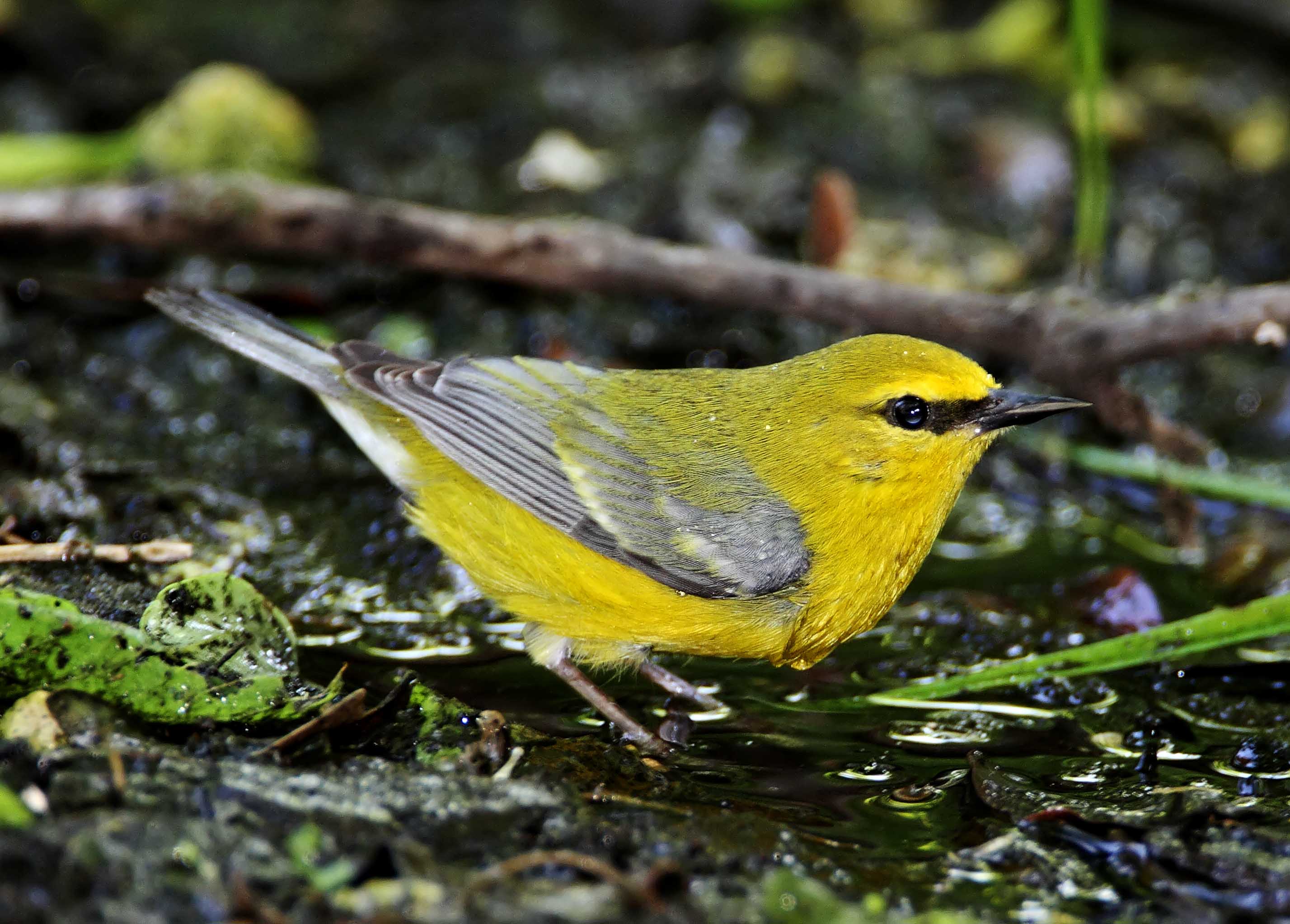 Blue-winged Warbler_7753.jpg