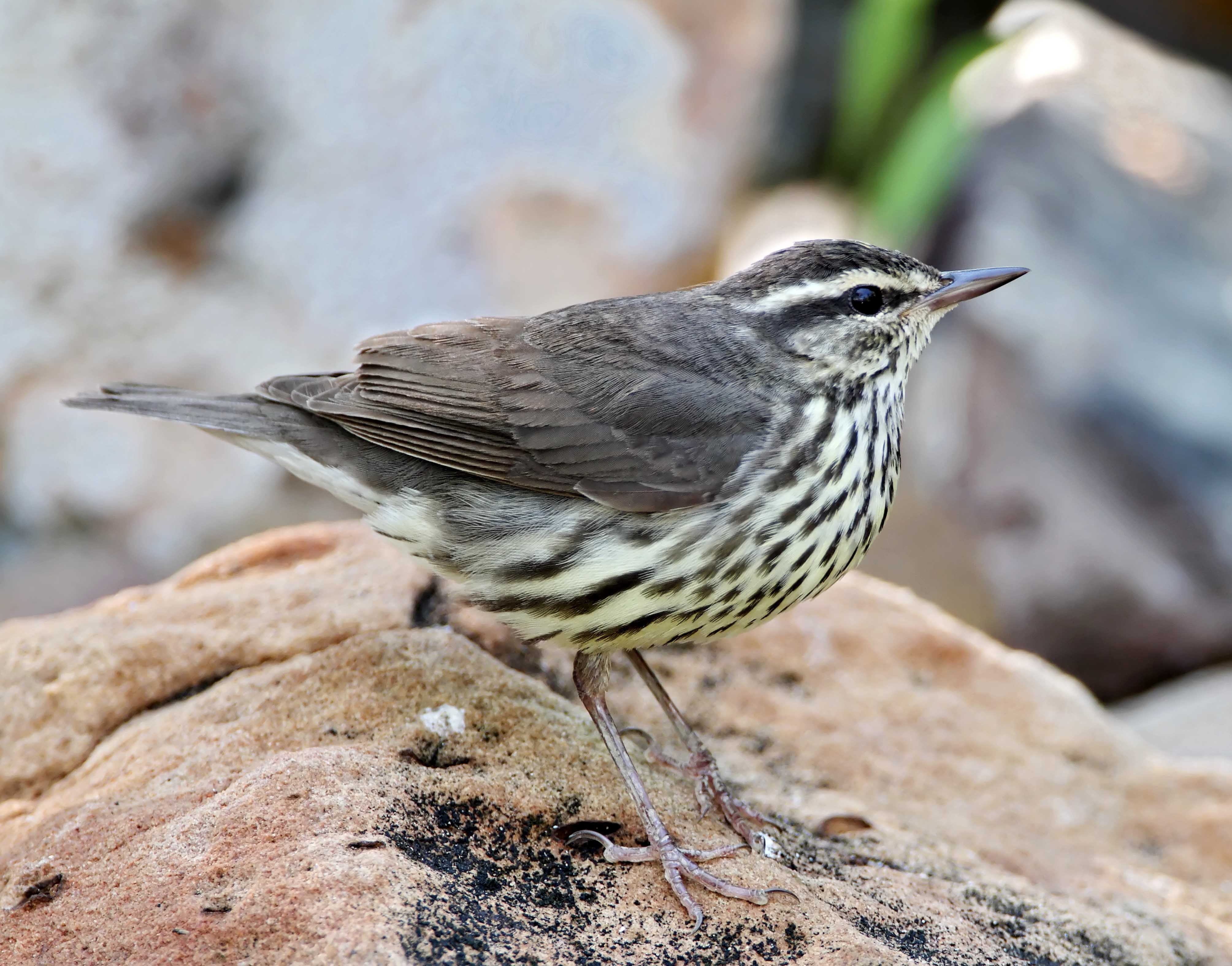 Northern Waterthrush_7004.jpg