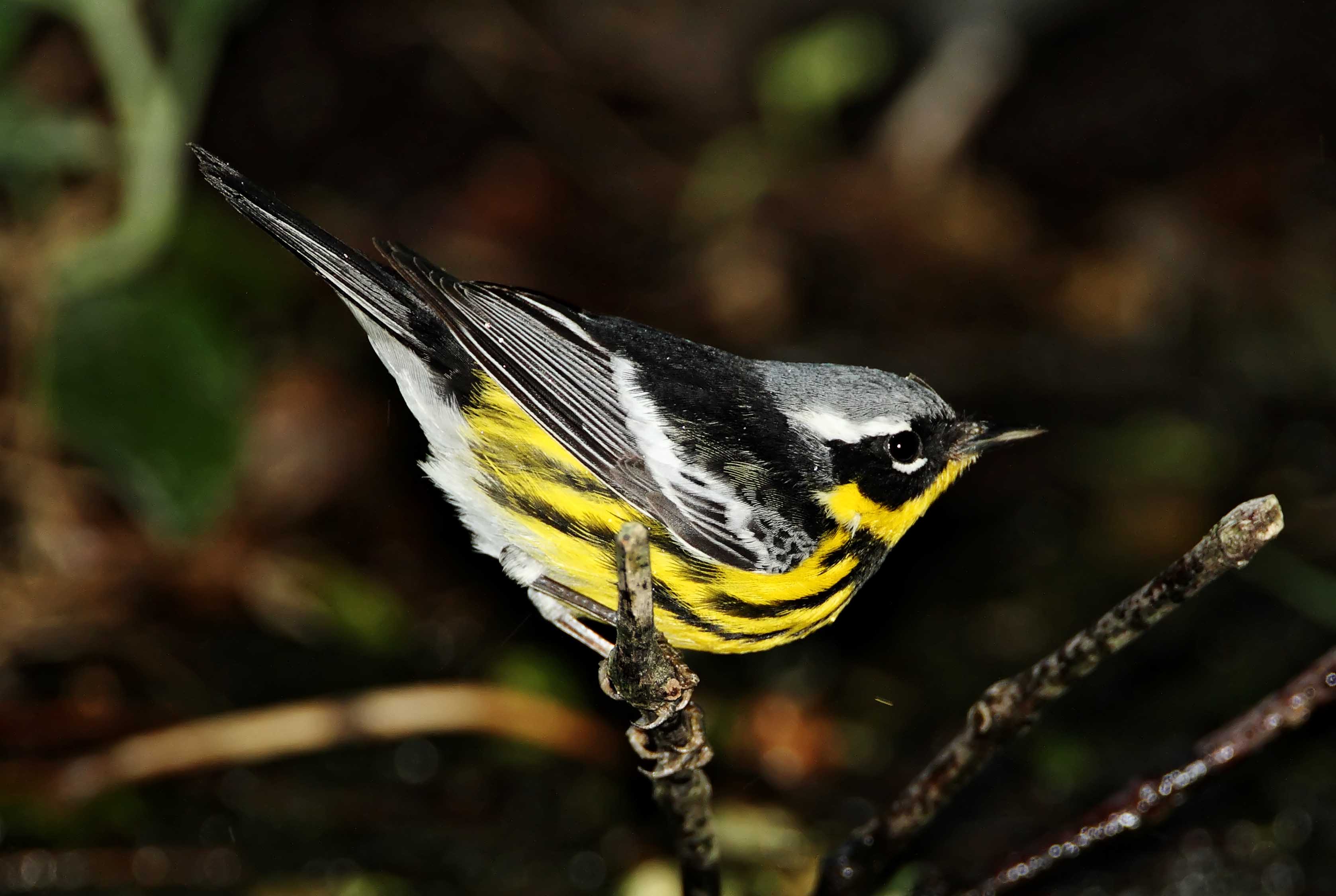 Magnolia Warbler - male_8677.jpg
