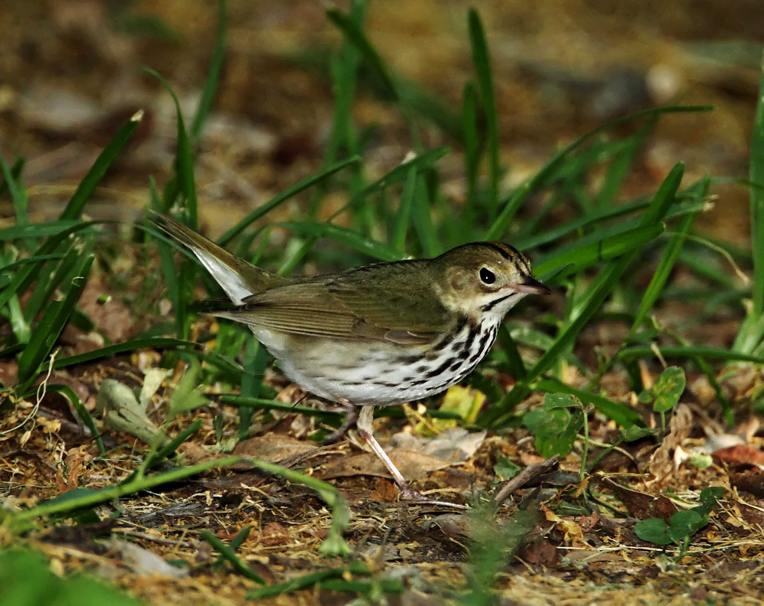 Ovenbird_9200.jpg