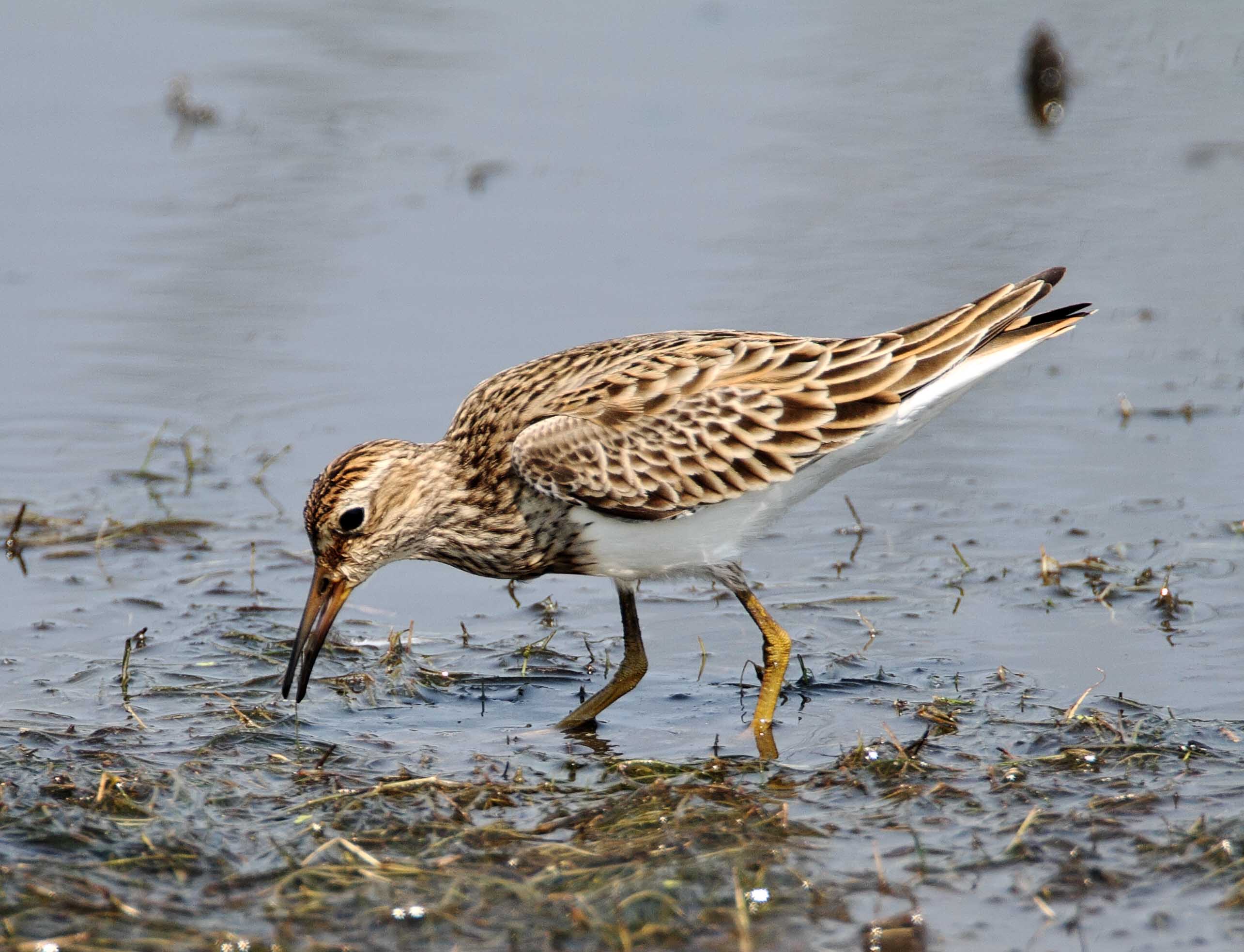 Pectoral Sandpiper_8900.jpg