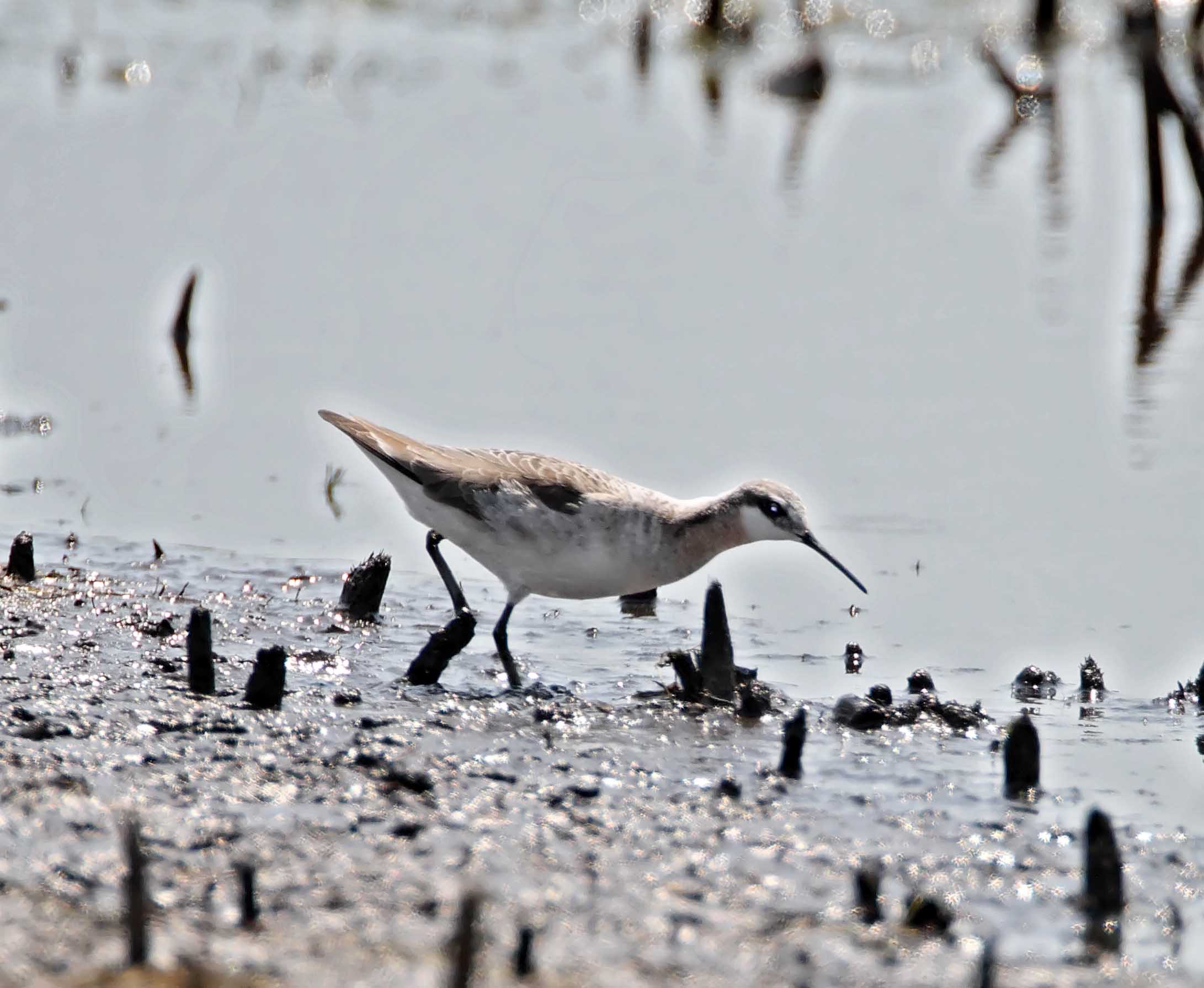 Wilsons Phalarope - male_8803.jpg
