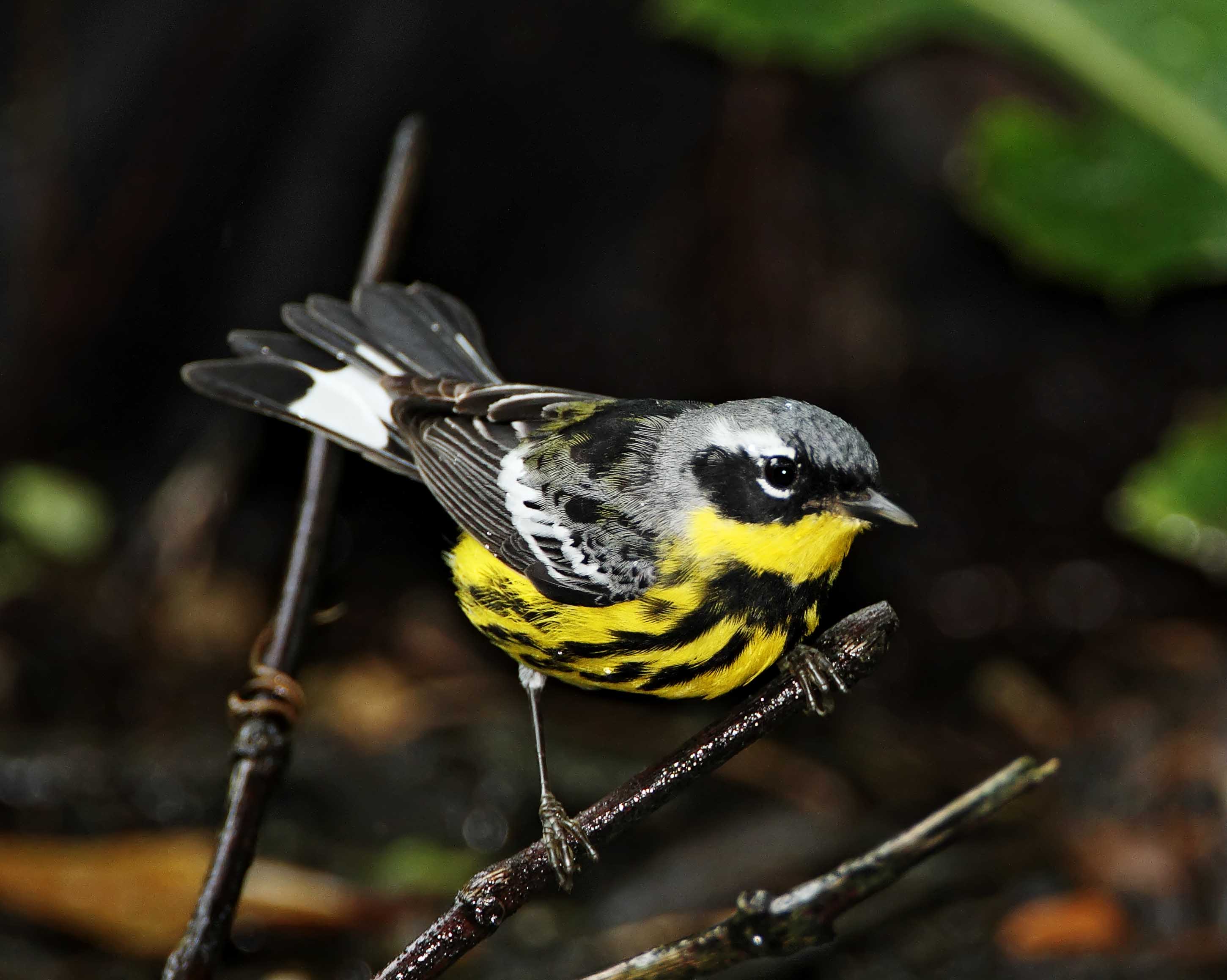 Magnolia Warbler - male_9346.jpg