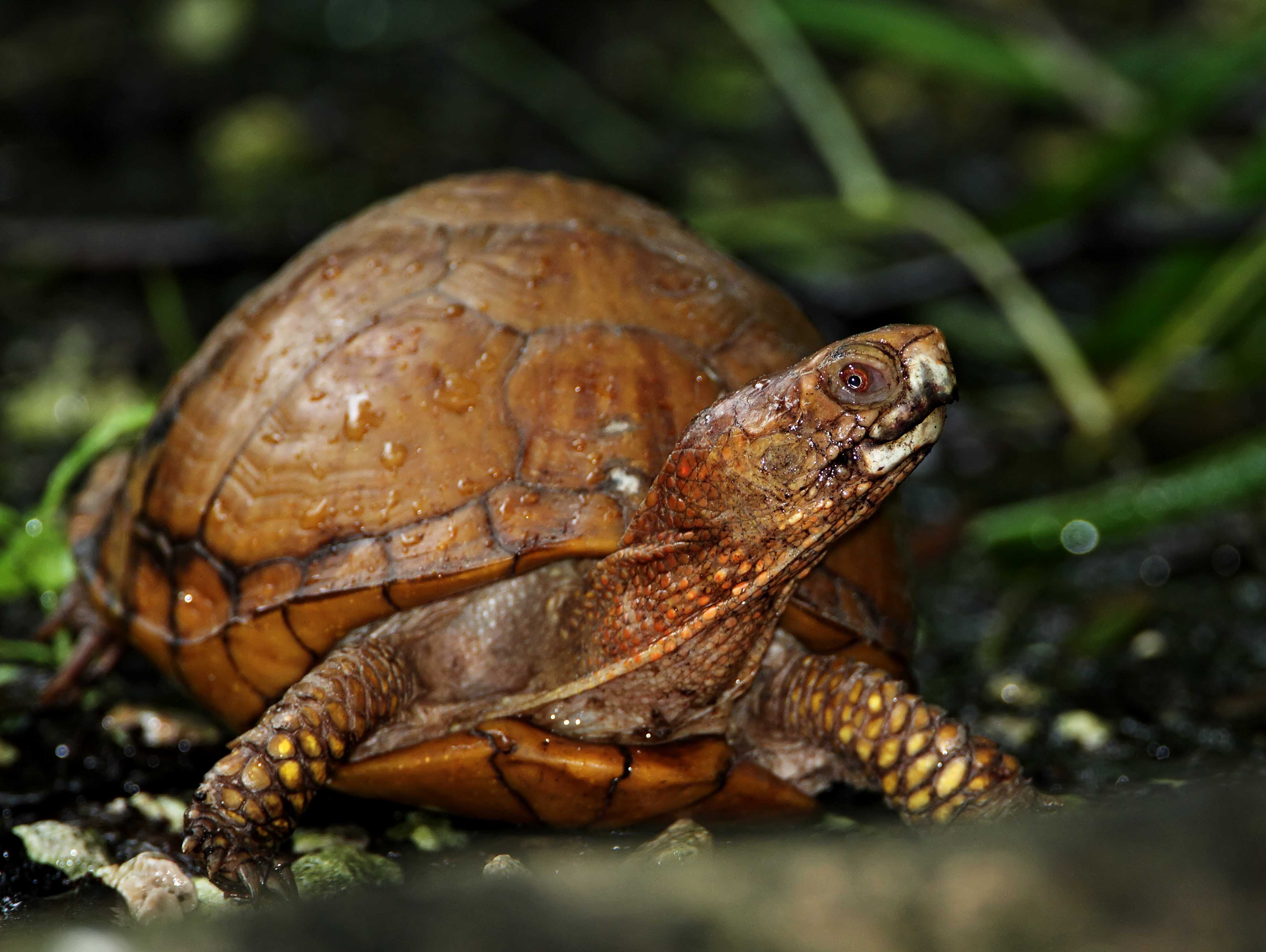 Eastern Box Turtle_9430.jpg