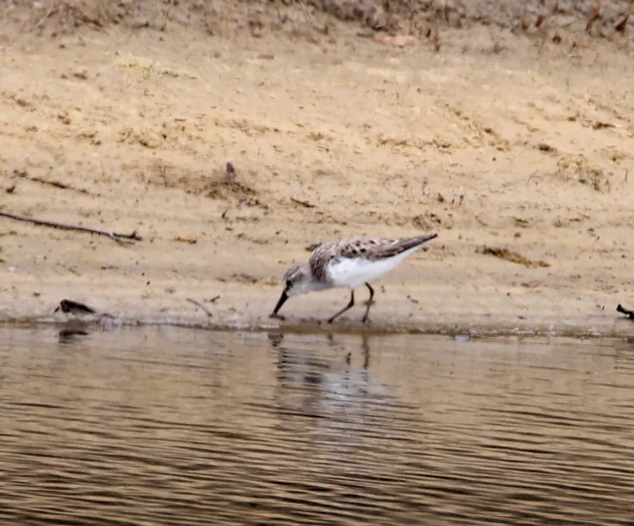 Peep Sandpiper_9887.jpg