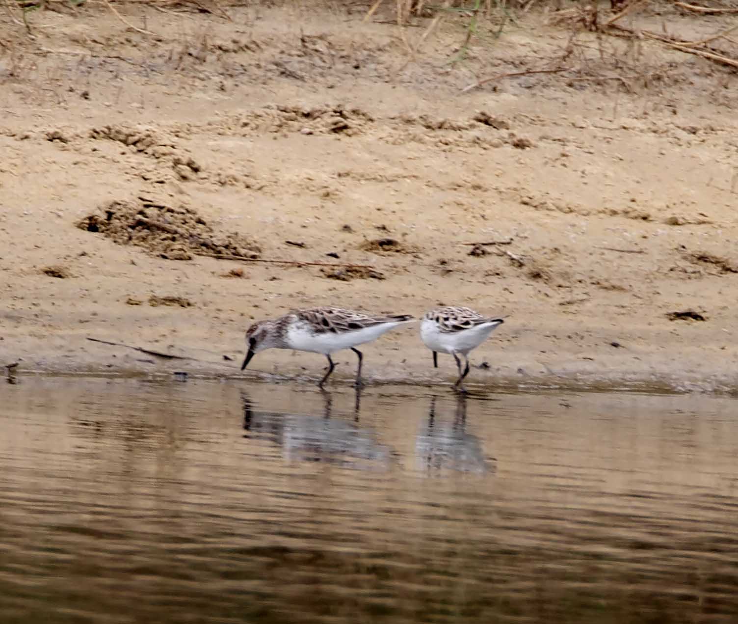 Peep Sandpiper_9890.jpg