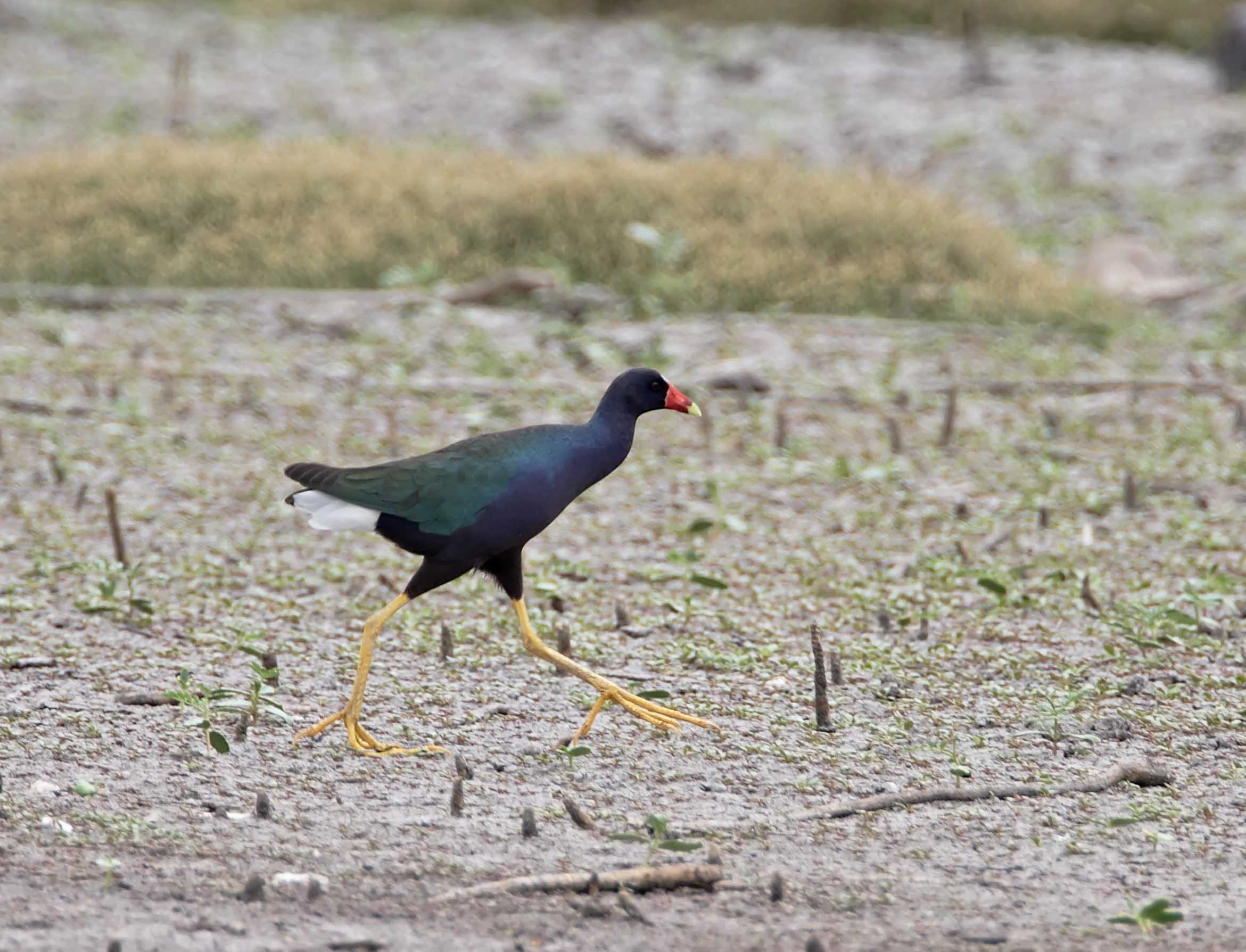 Purple Gallinule - LaFittes Cove Galveston_9895.jpg