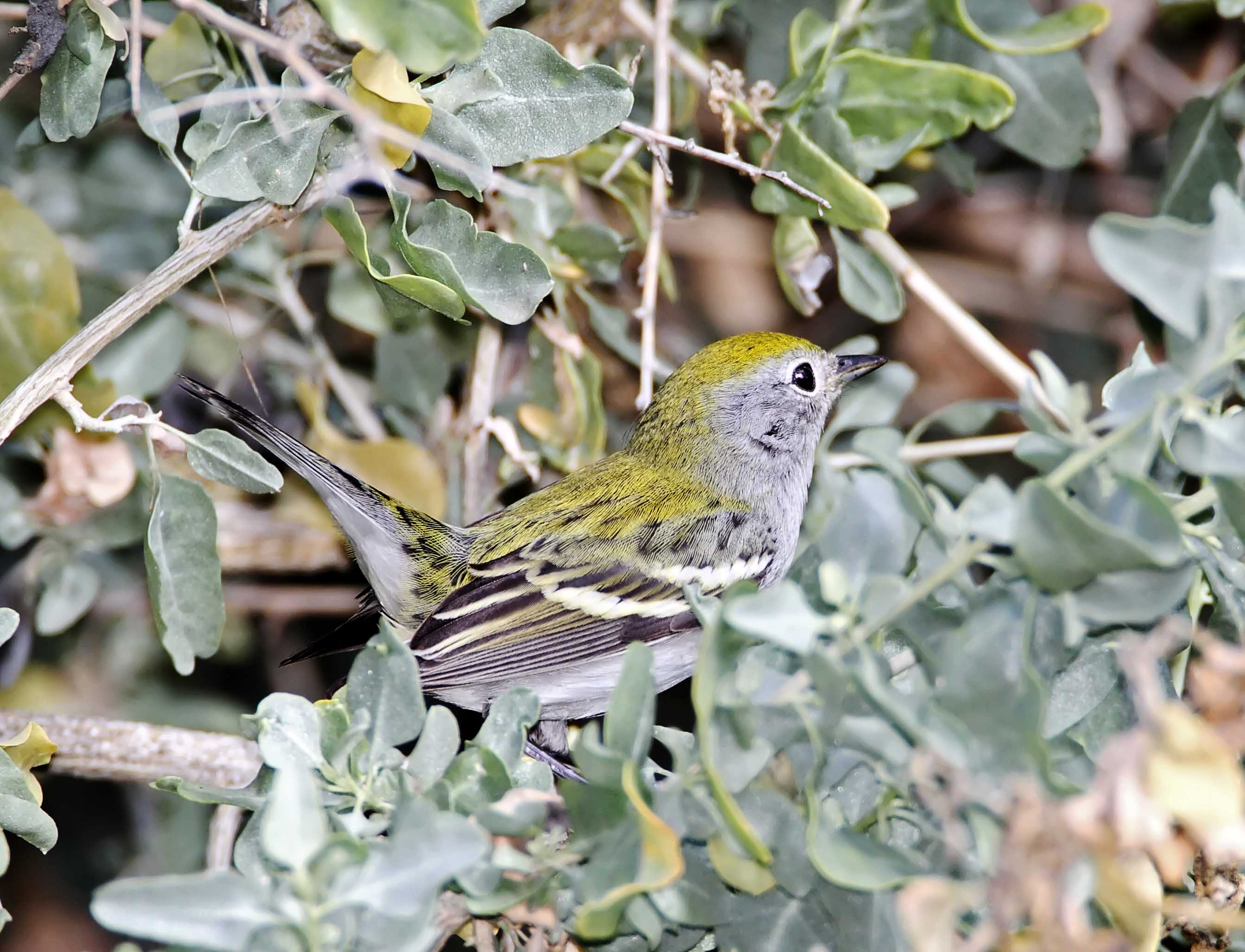 Chestnut-sided Warbler_4162.jpg