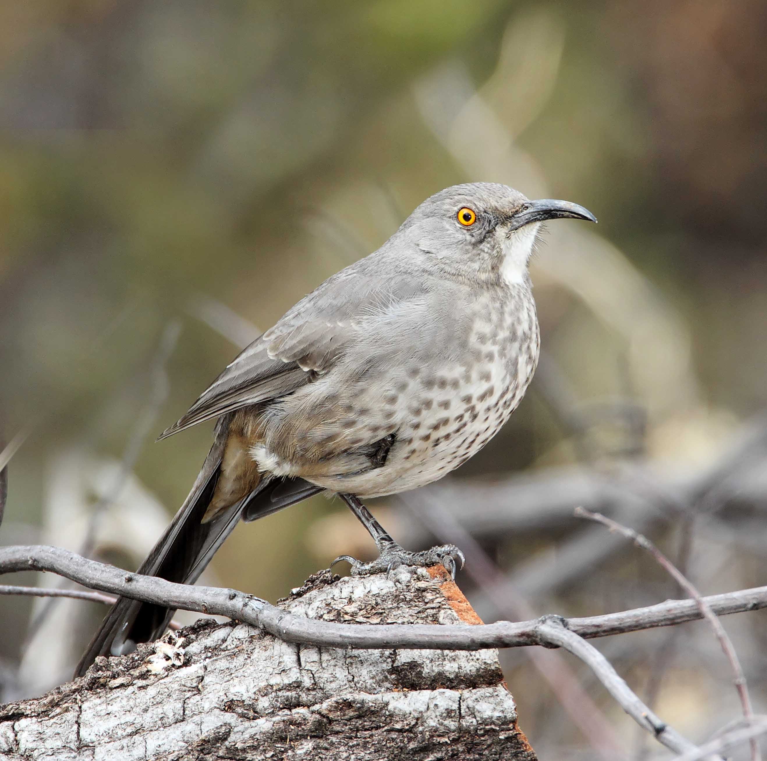 Curve-billed Thrasher_3825.jpg