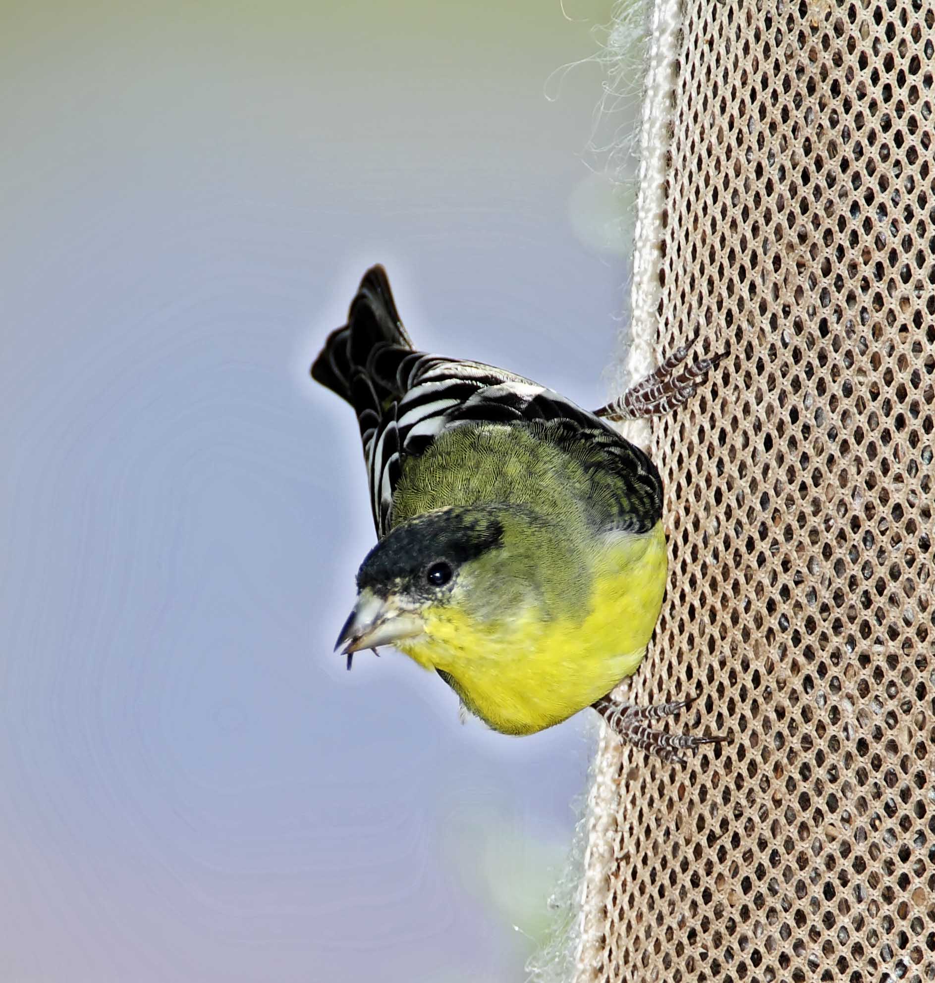 Lesser Goldfinch - male_4118.jpg