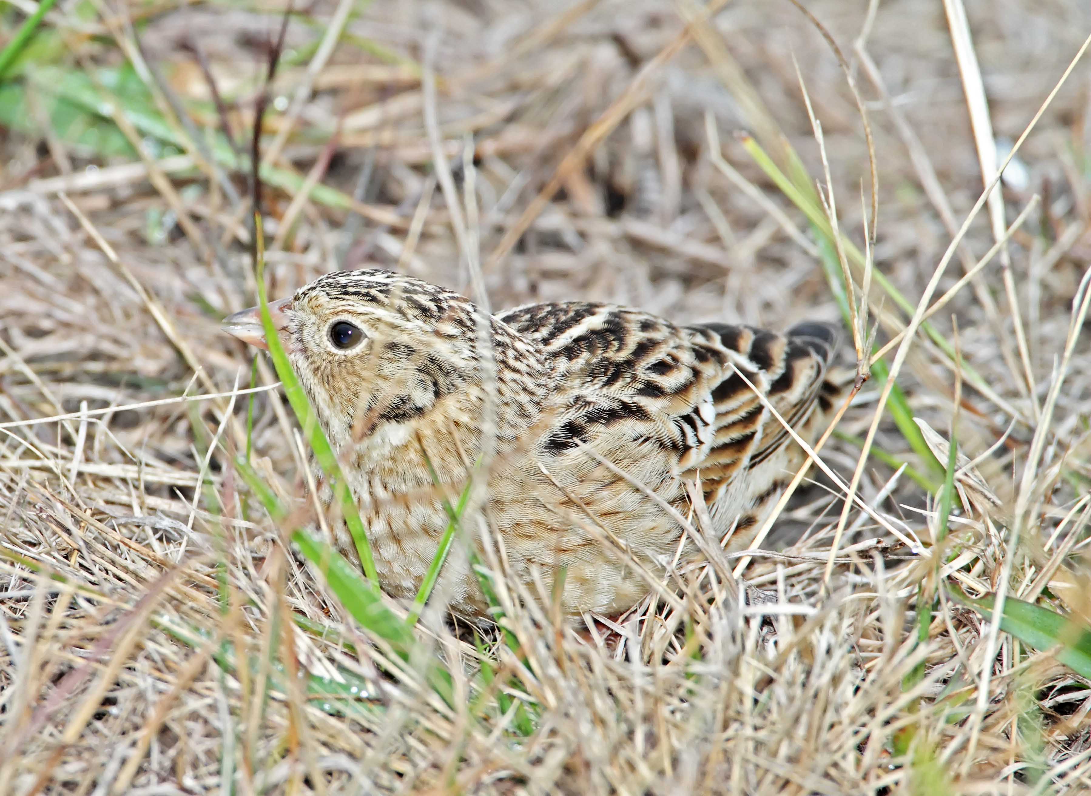 Smiths Longspur_4813.jpg