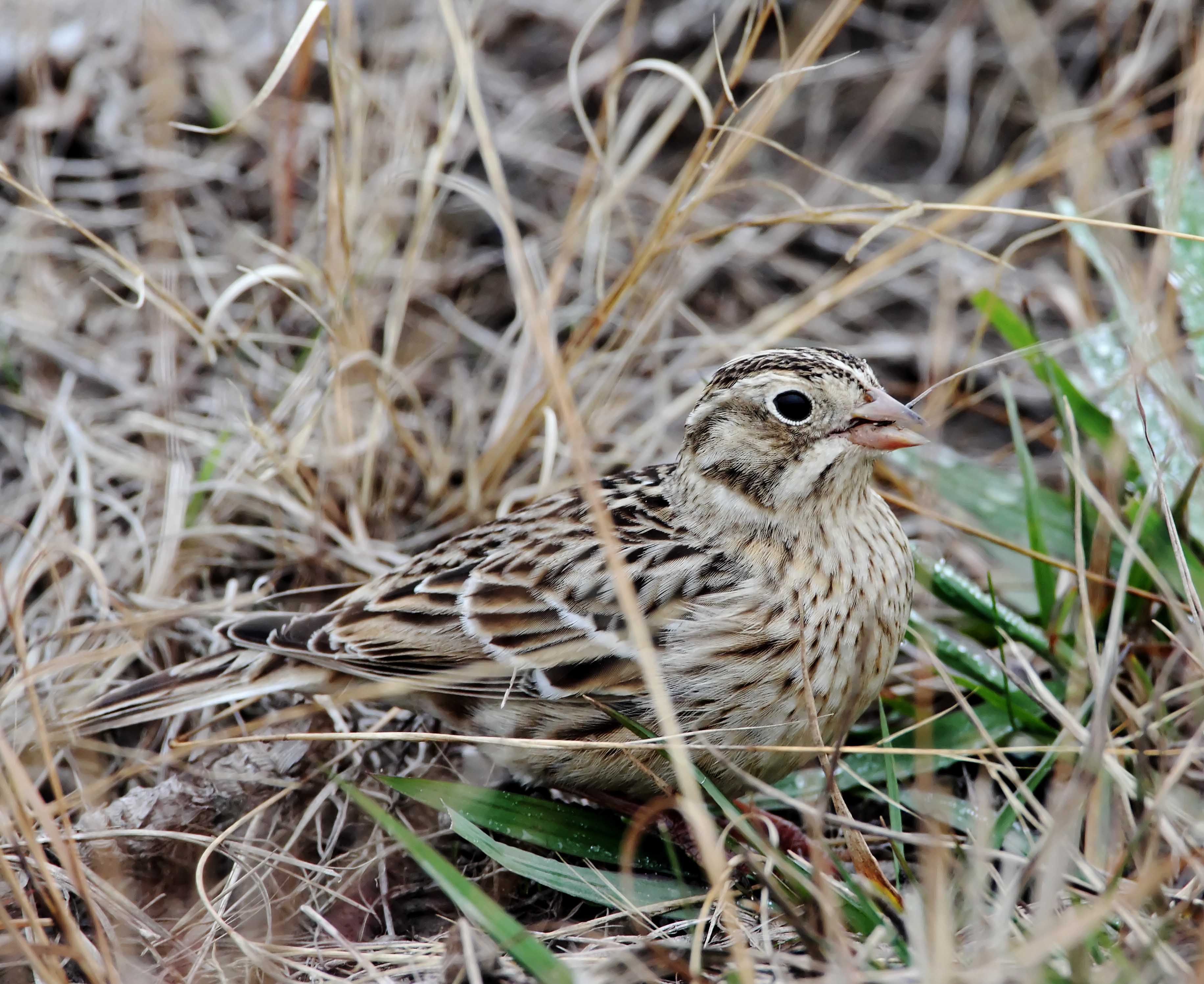 Smiths Longspur_4826.jpg