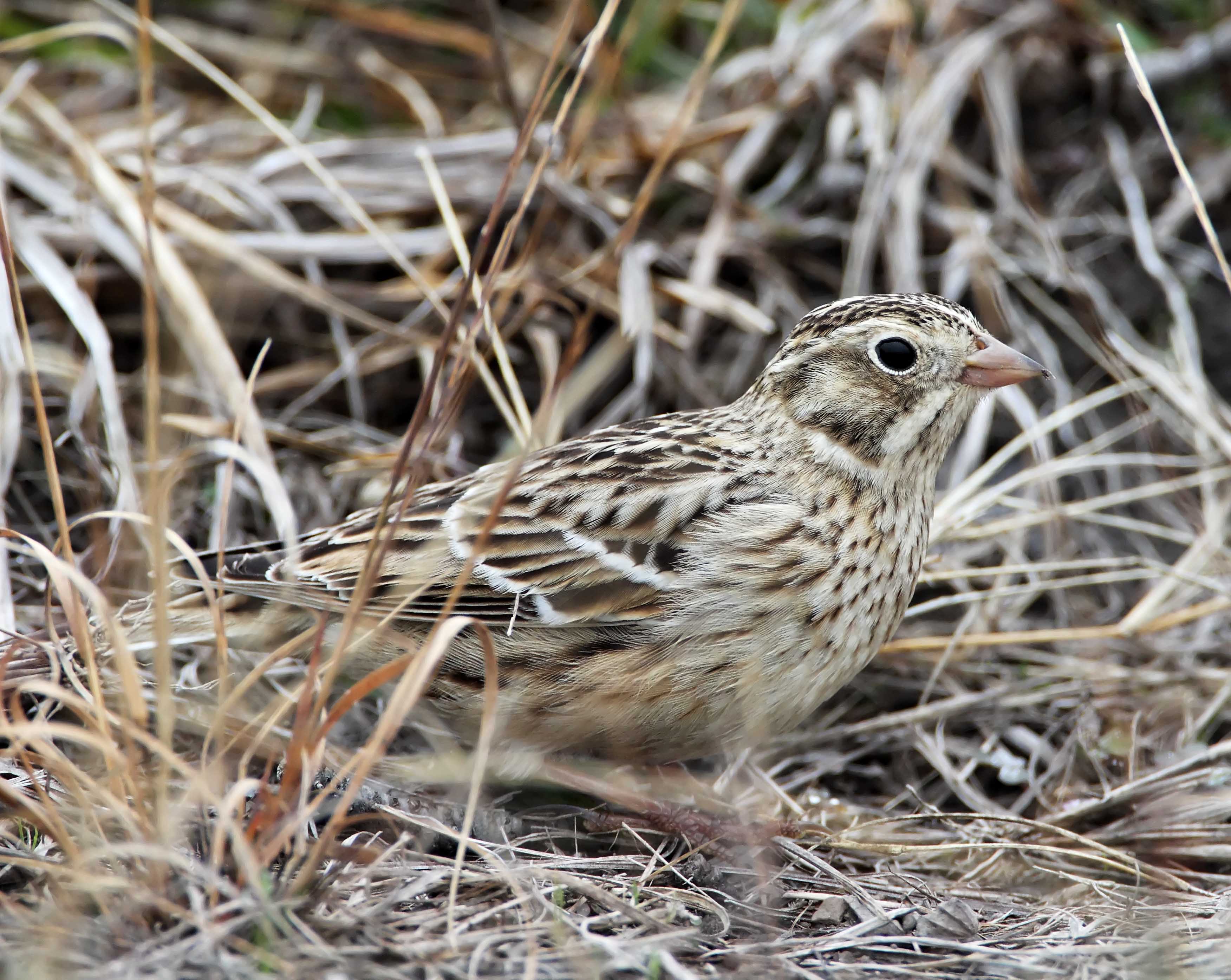 Smiths Longspur_4858.jpg