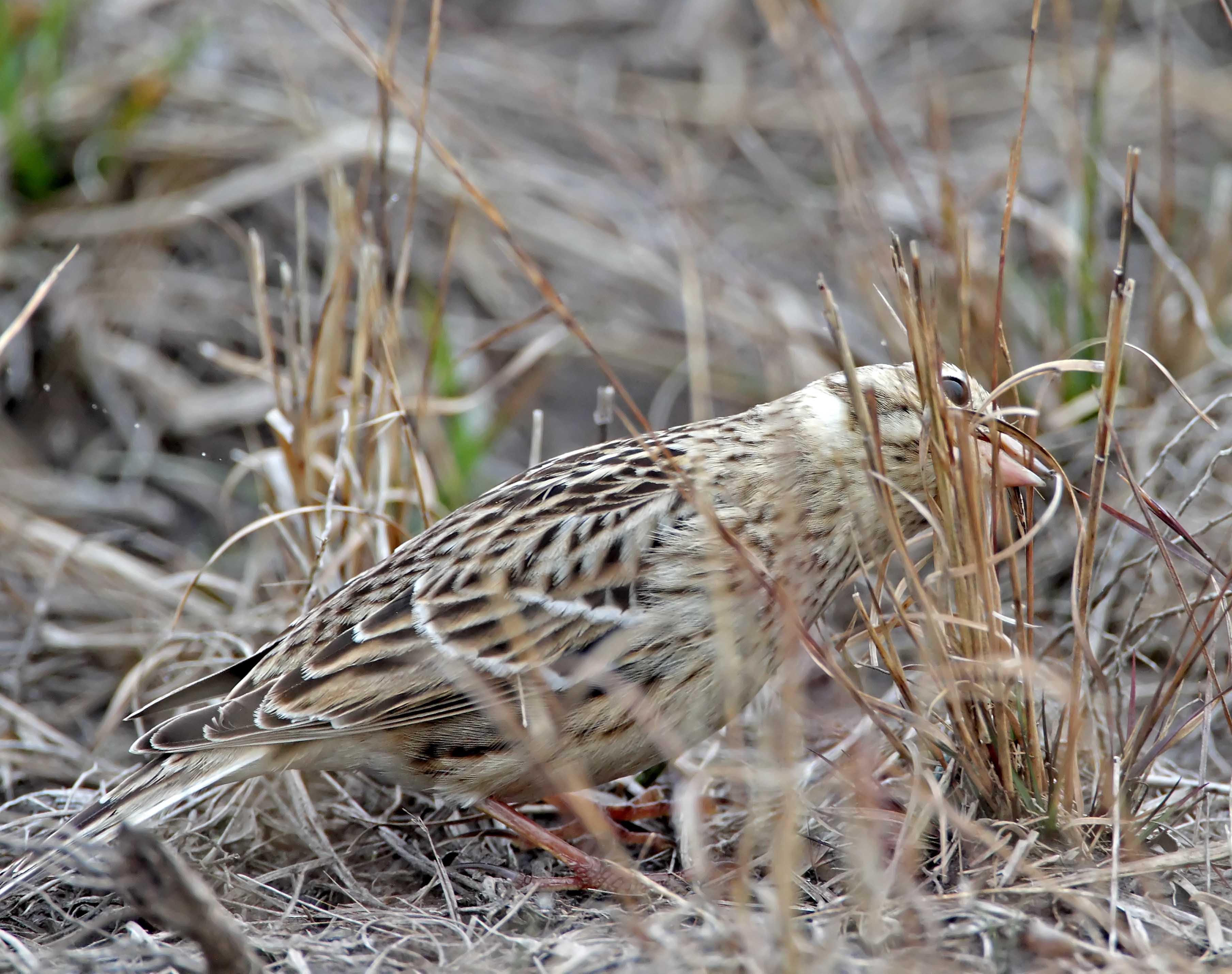 Smiths Longspur_4868.jpg