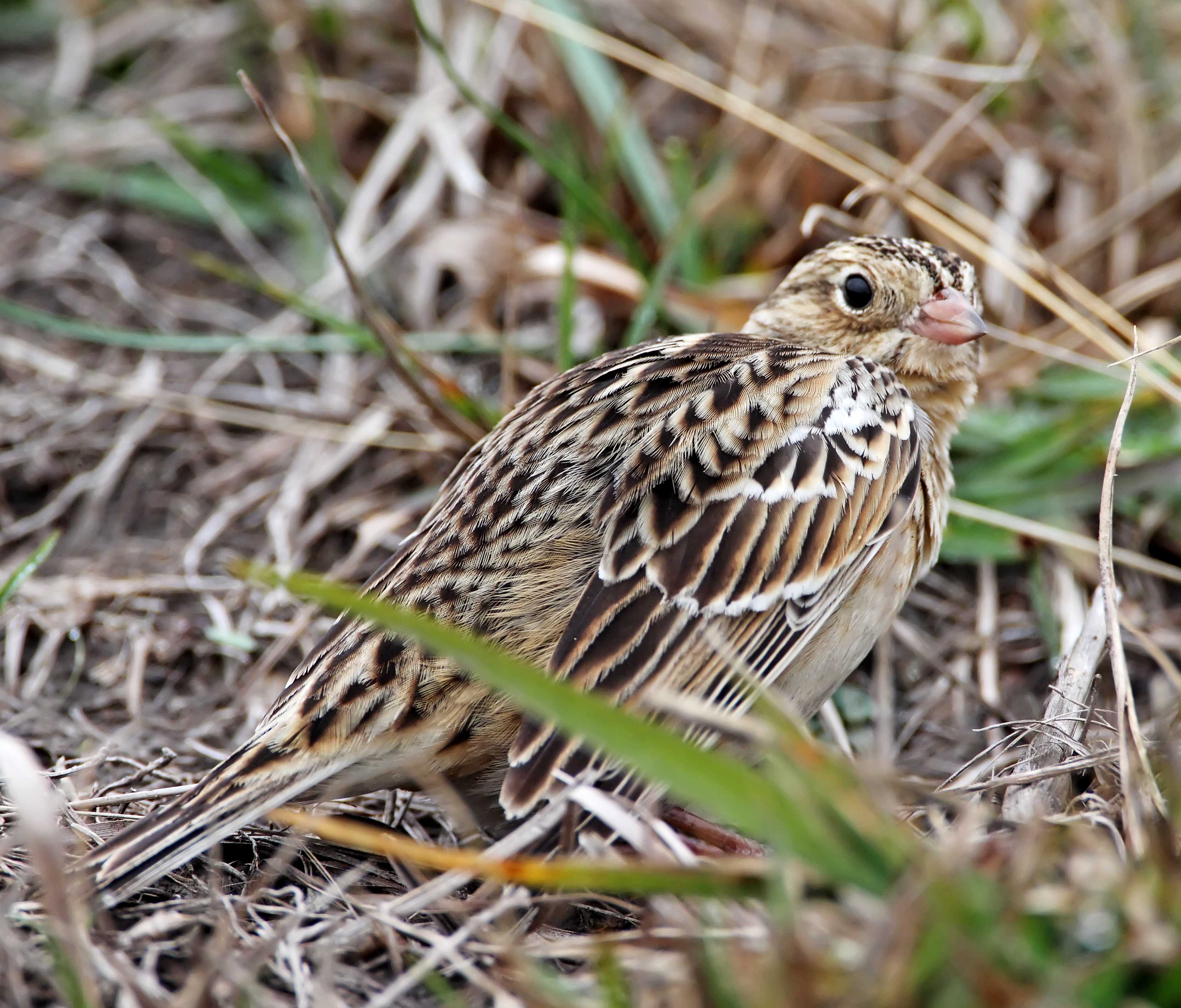 Smiths Longspur_4938.jpg