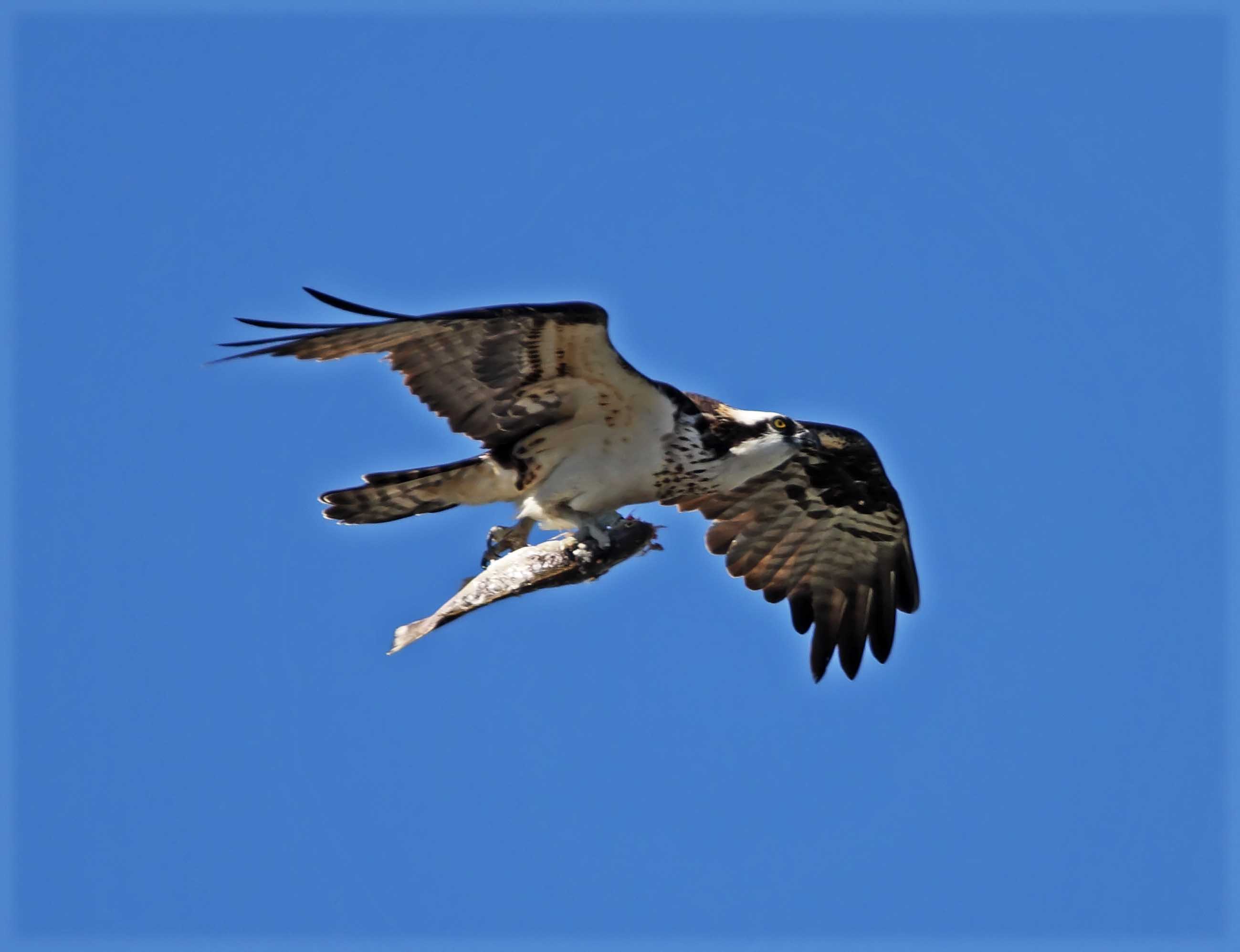Osprey_5072.jpg