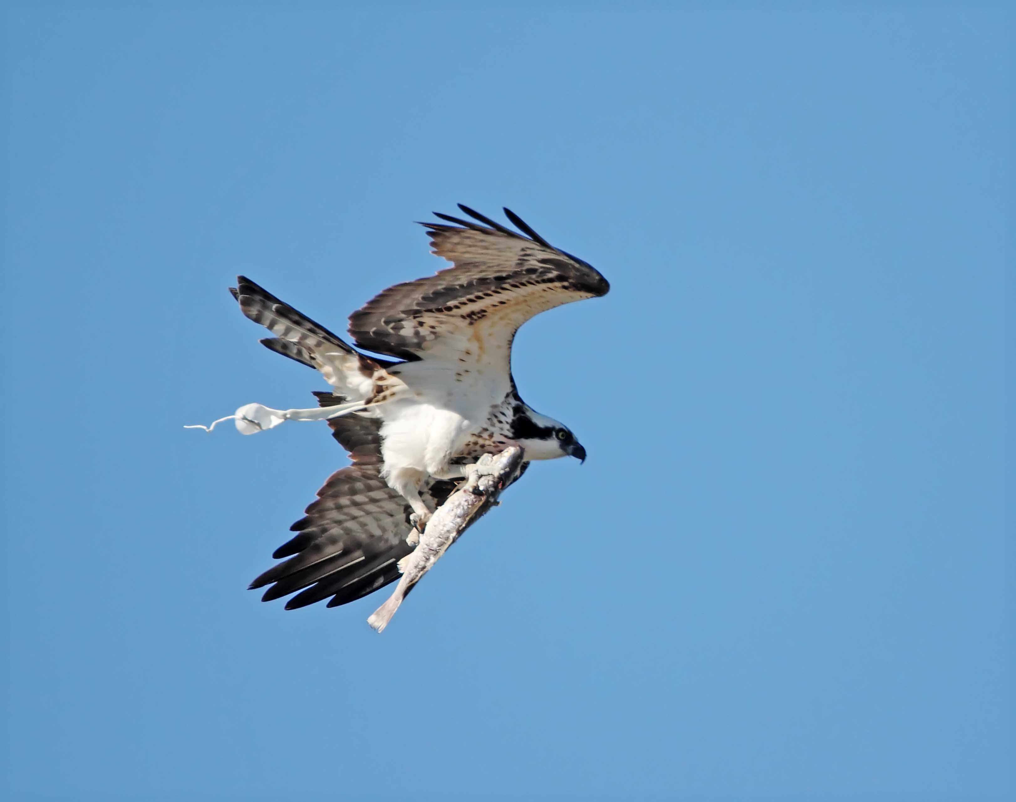 Osprey_5083.jpg