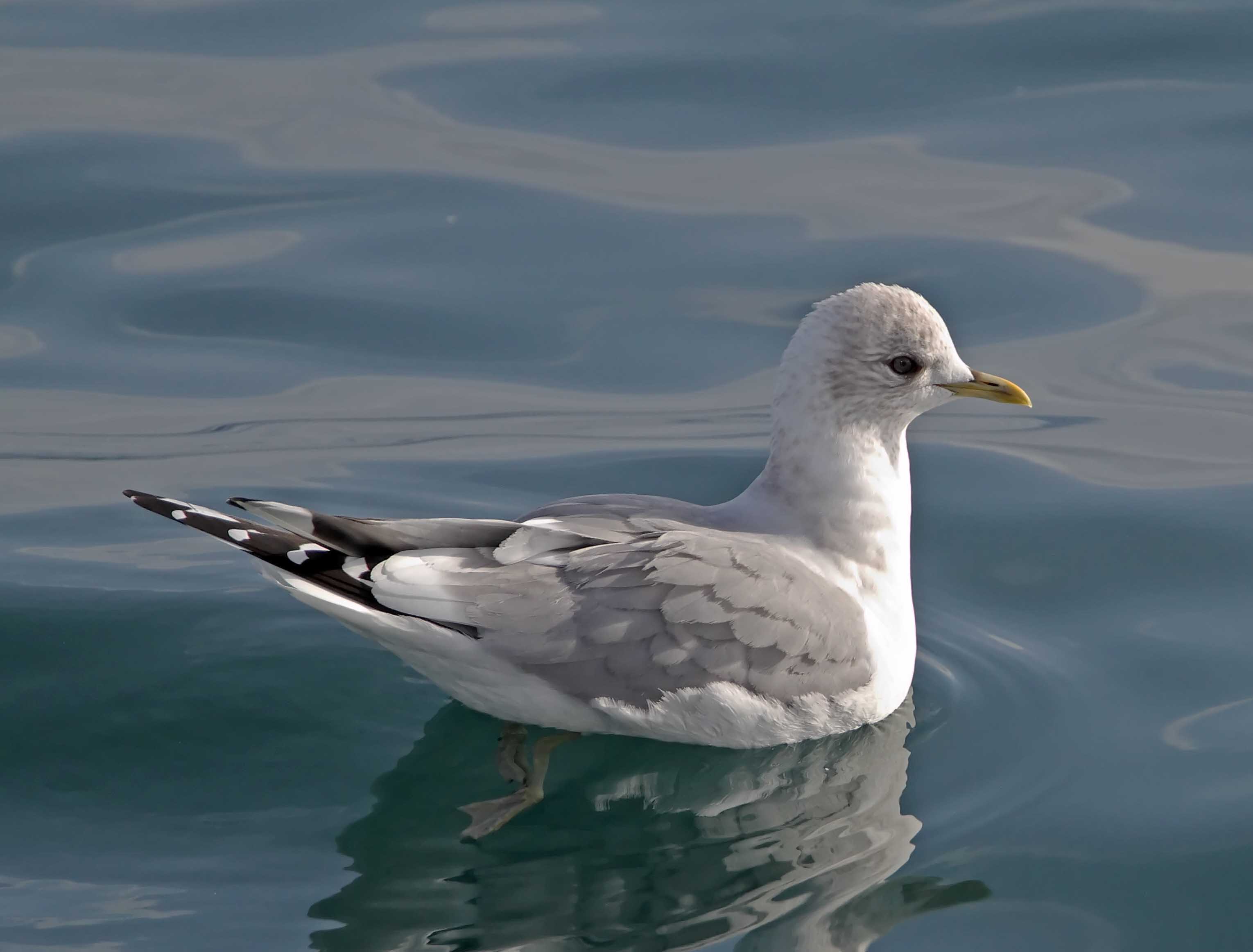 Mew Gull - molting 2nd winter to adult_6068.jpg