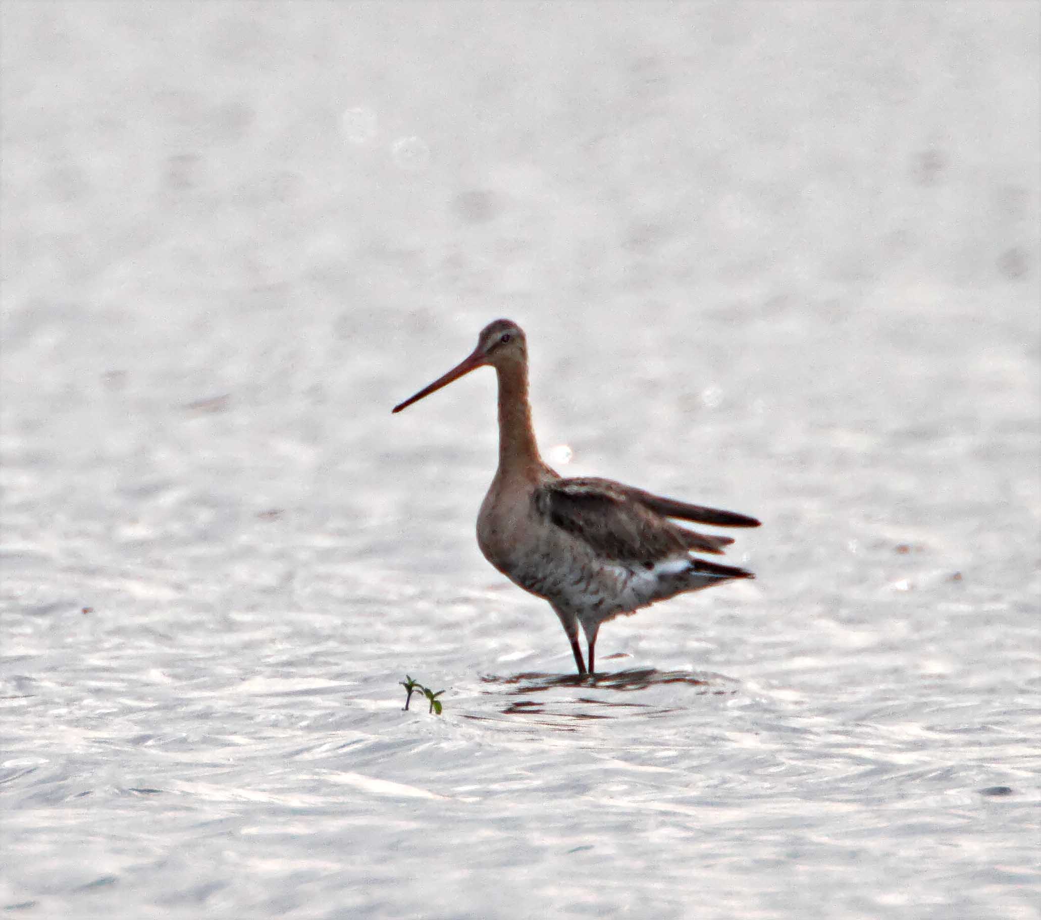 Black-tailed Godwit_0812.jpg